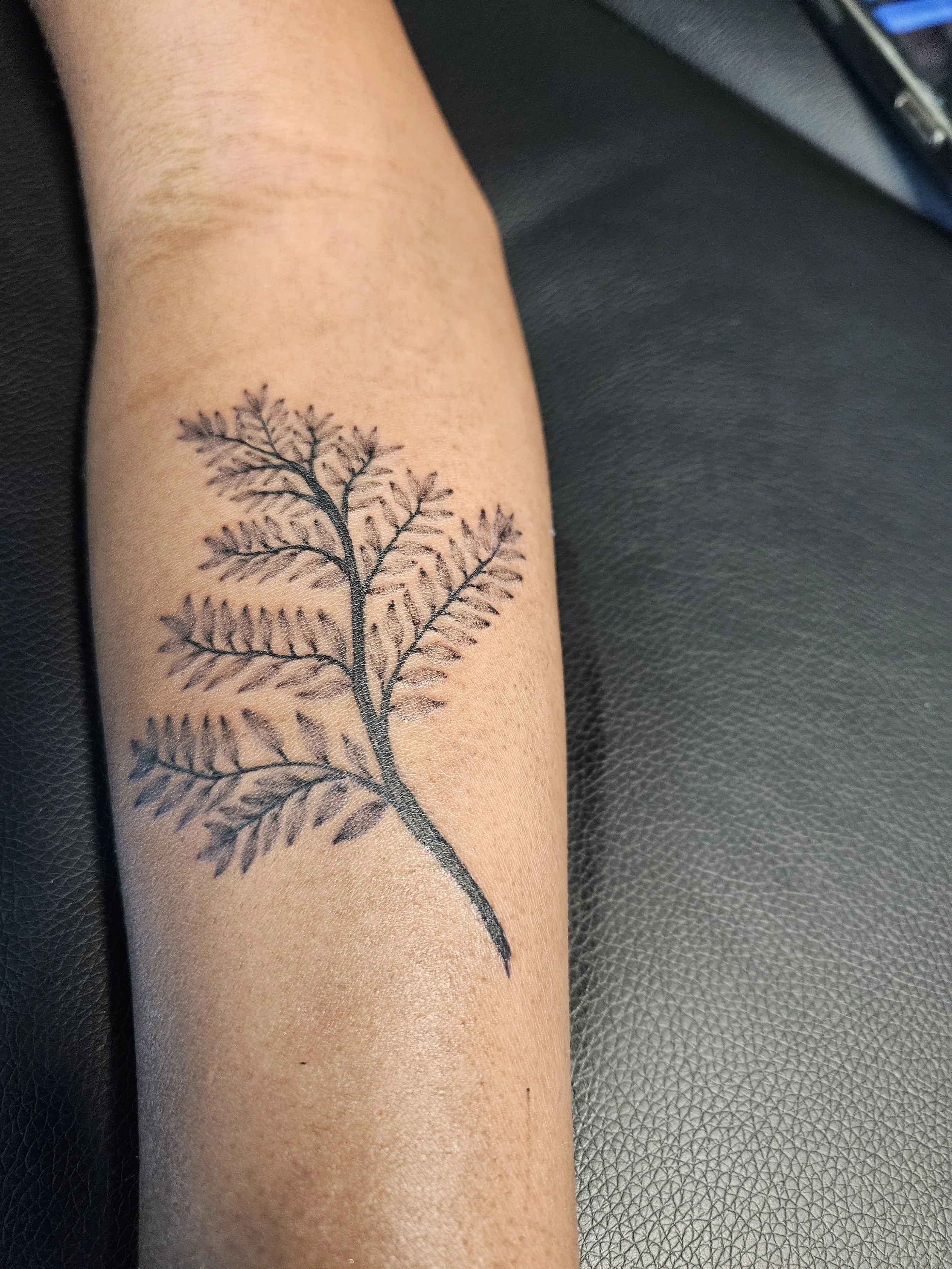 fern
