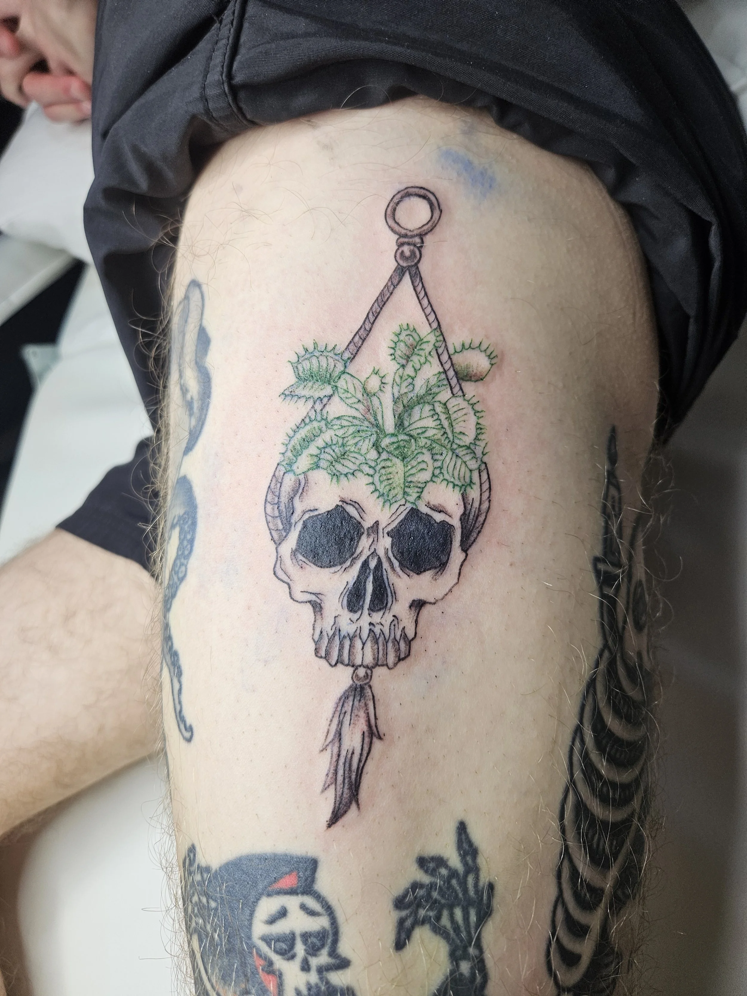 Skull planter with venus fly trap