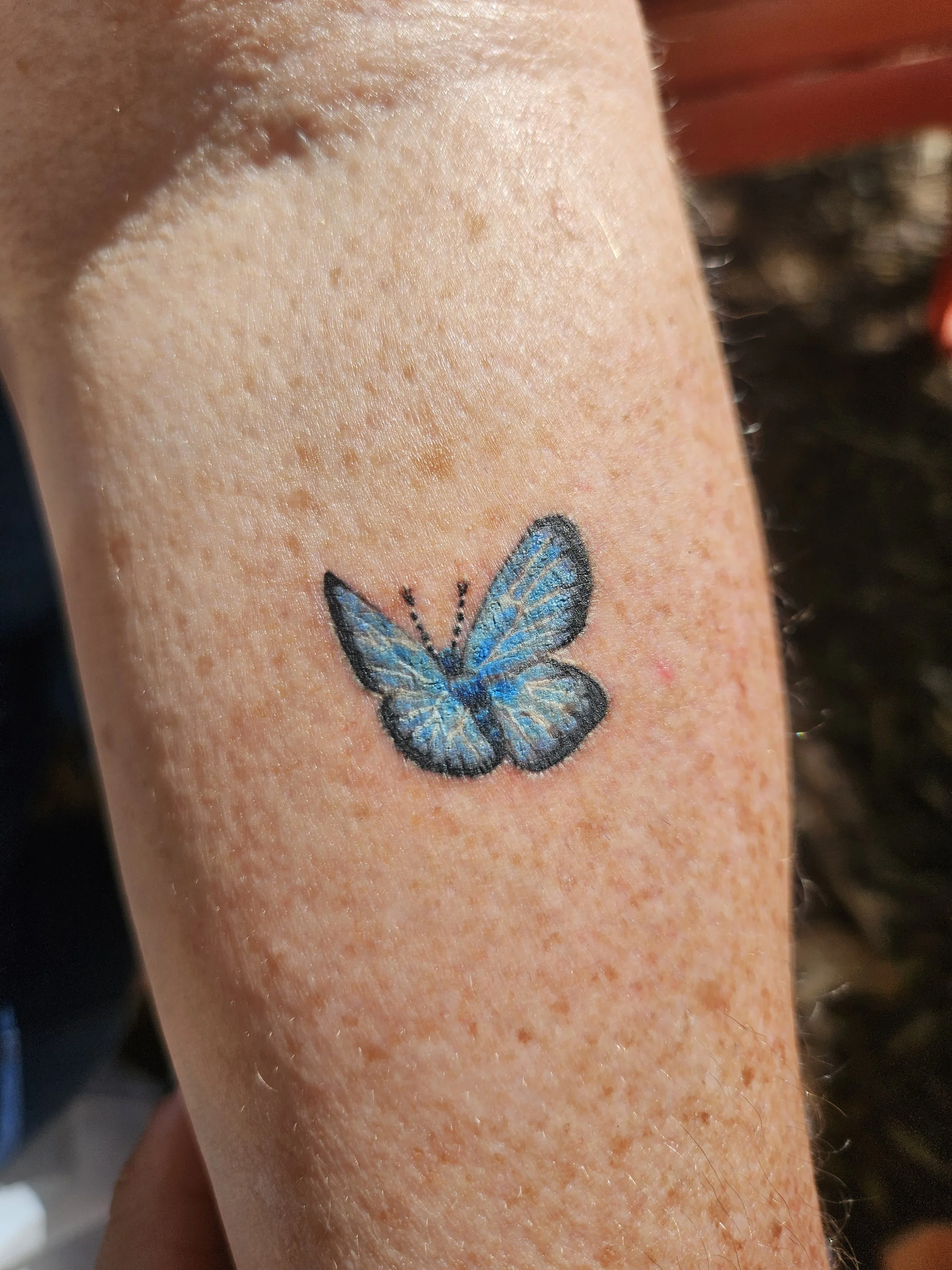 little blue butterfly