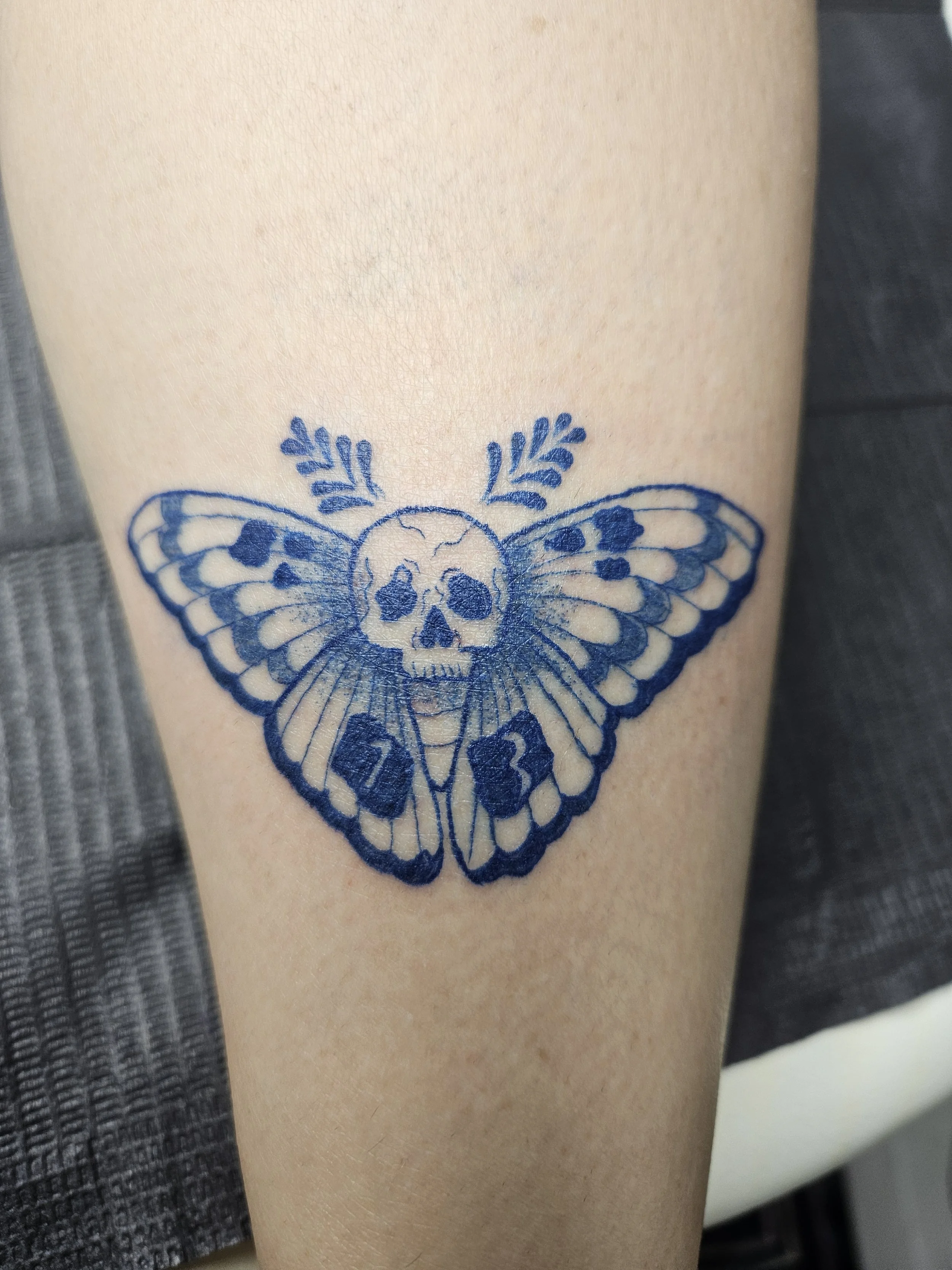 blue death's head moth