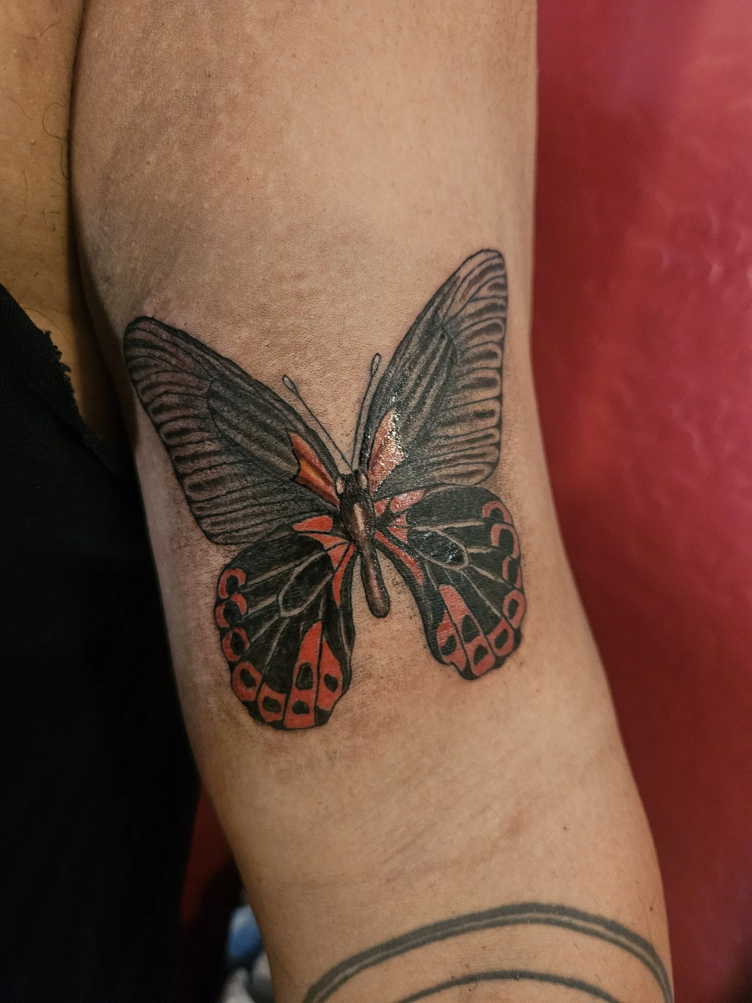 scarlet mormon butterfly