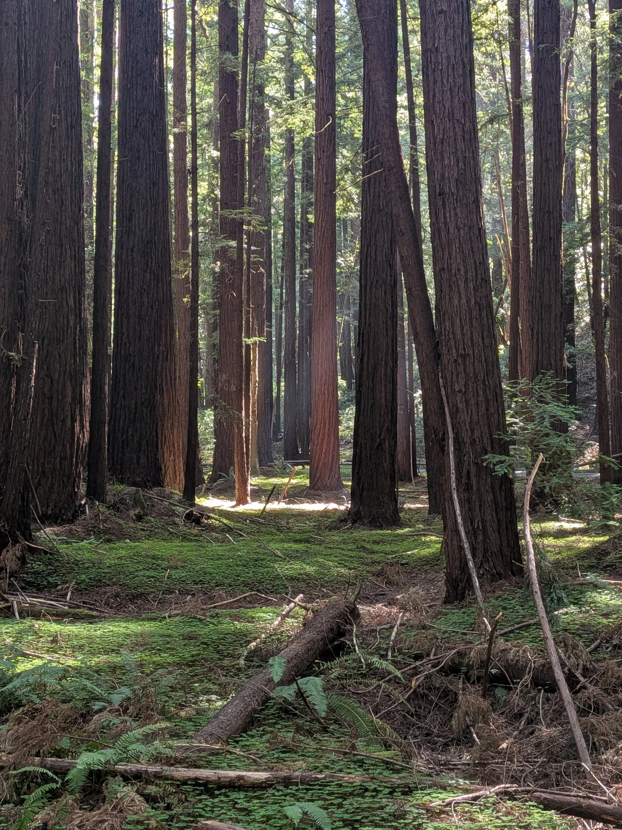 A view of redwood trees at Armstrong Woods