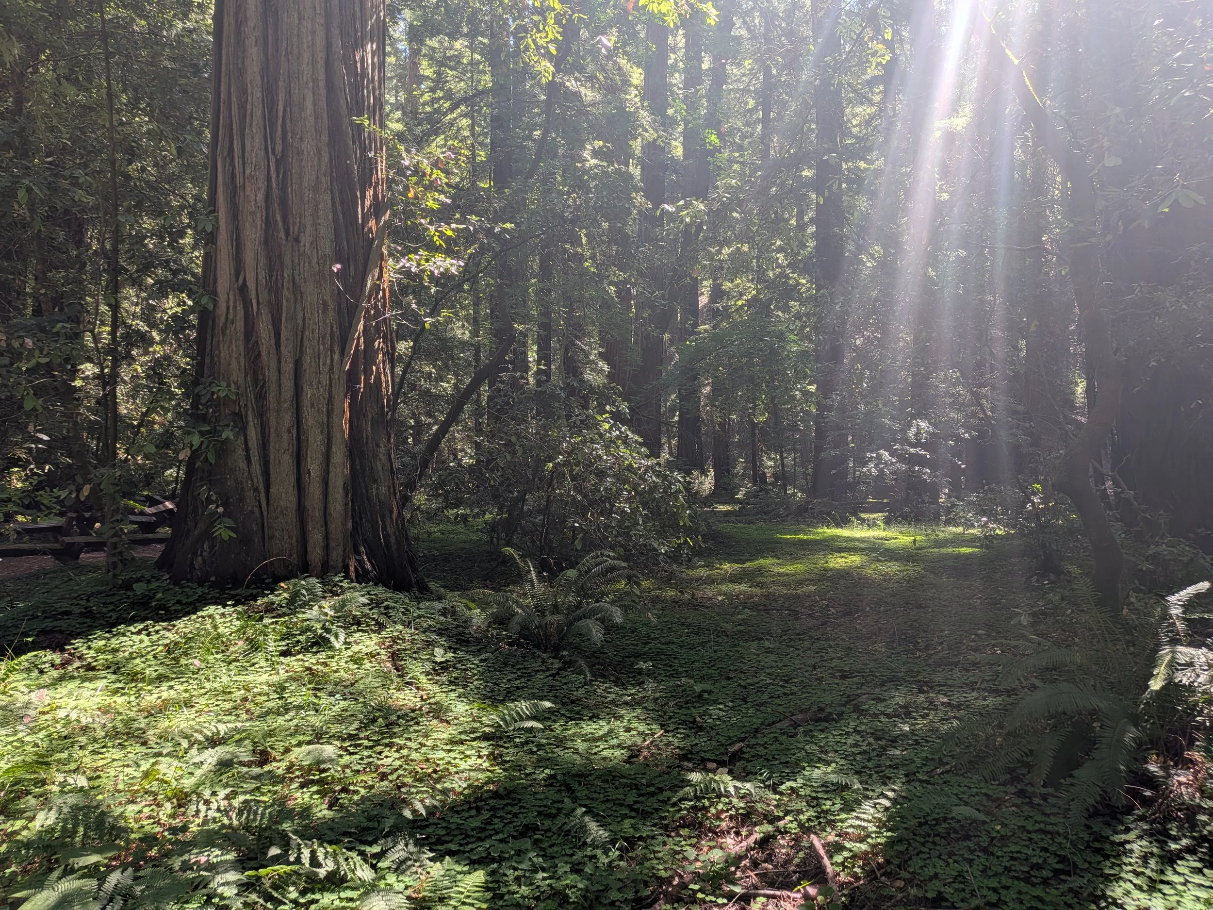 Redwood trees with light shining down in Armstrong Woods