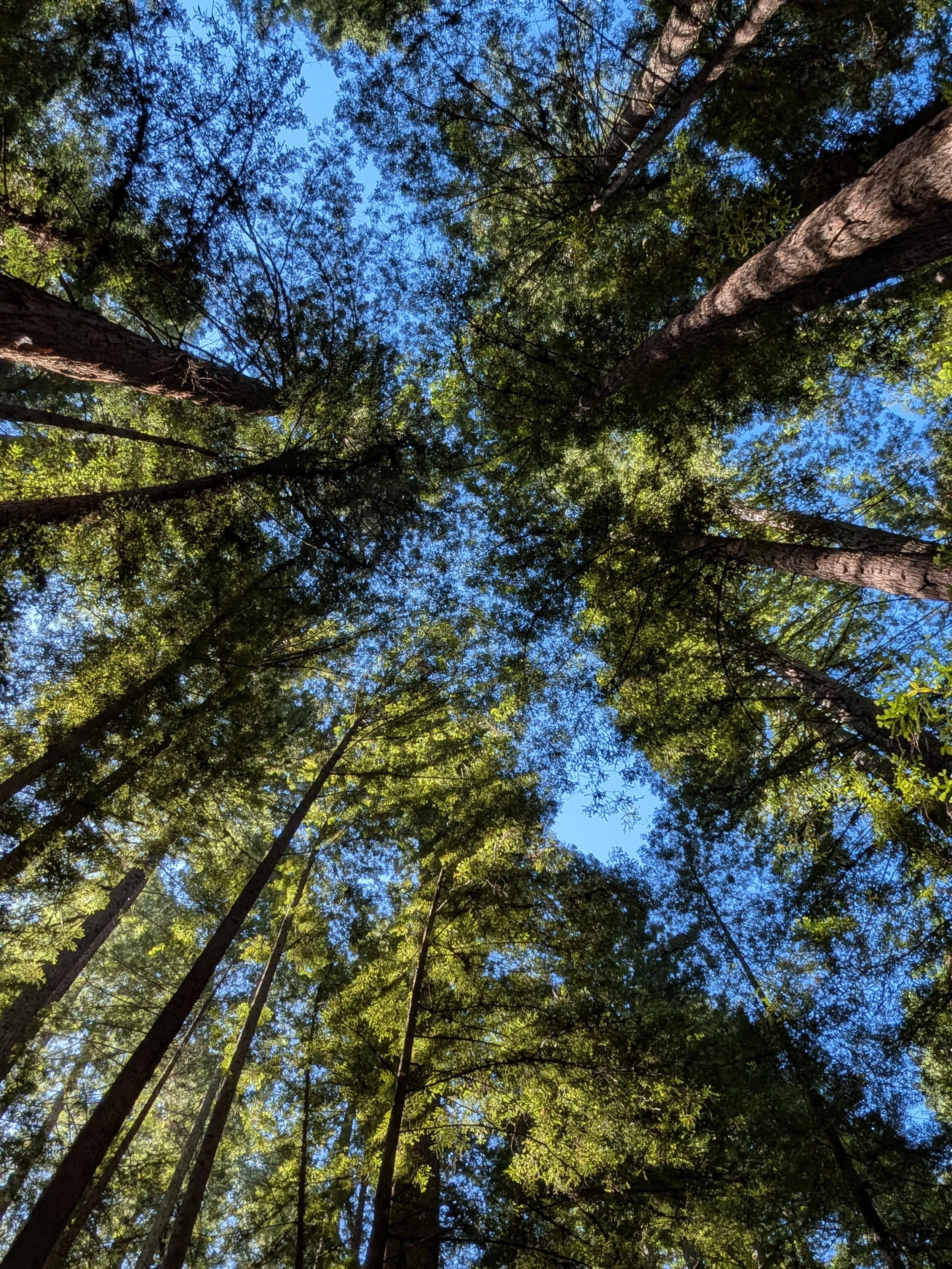 A view of redwood trees from below with blue sky in the background at Armstrong Woods