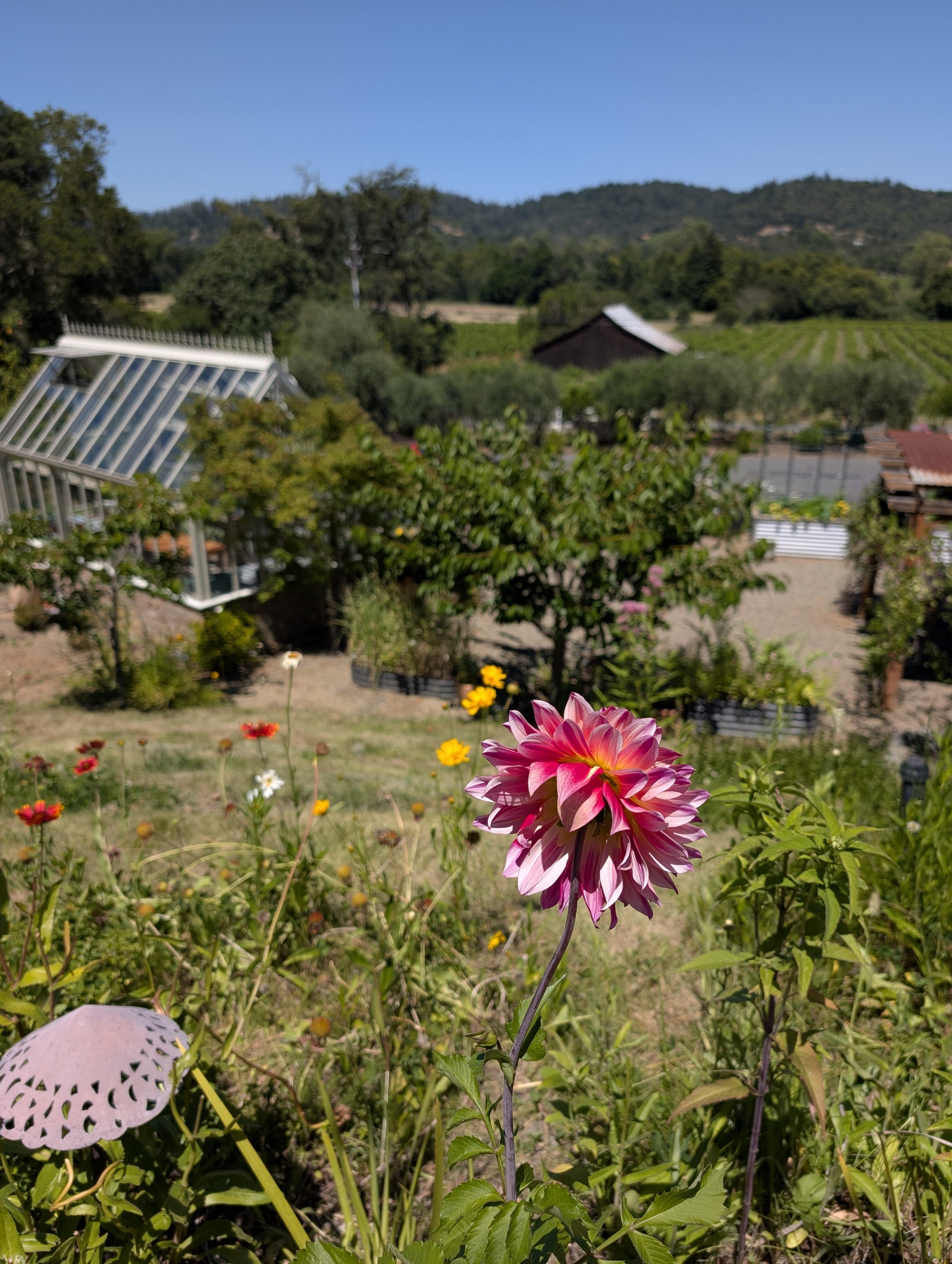 A pink flower in the foreground with a greenhouse and vineyard in the background at Capo Creek Winery