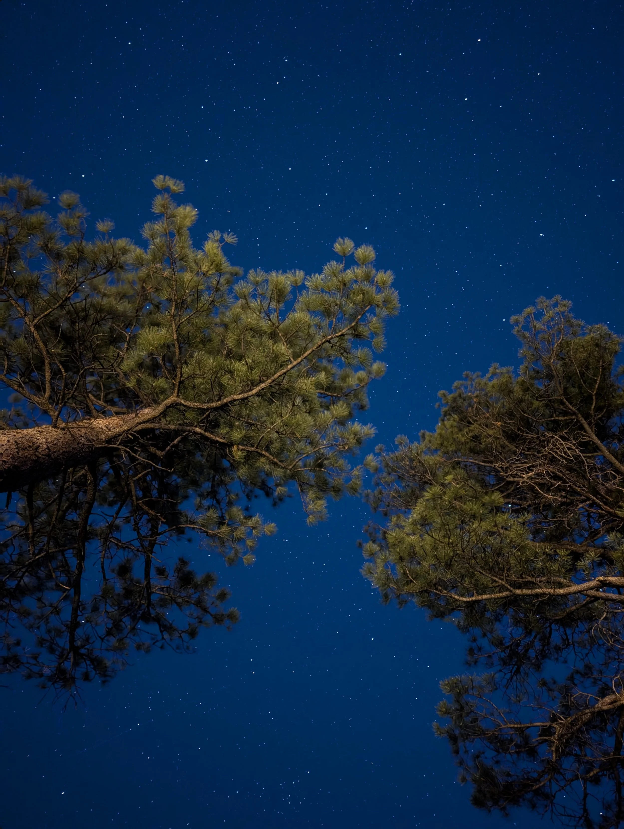A bright blue night sky with stars and trees