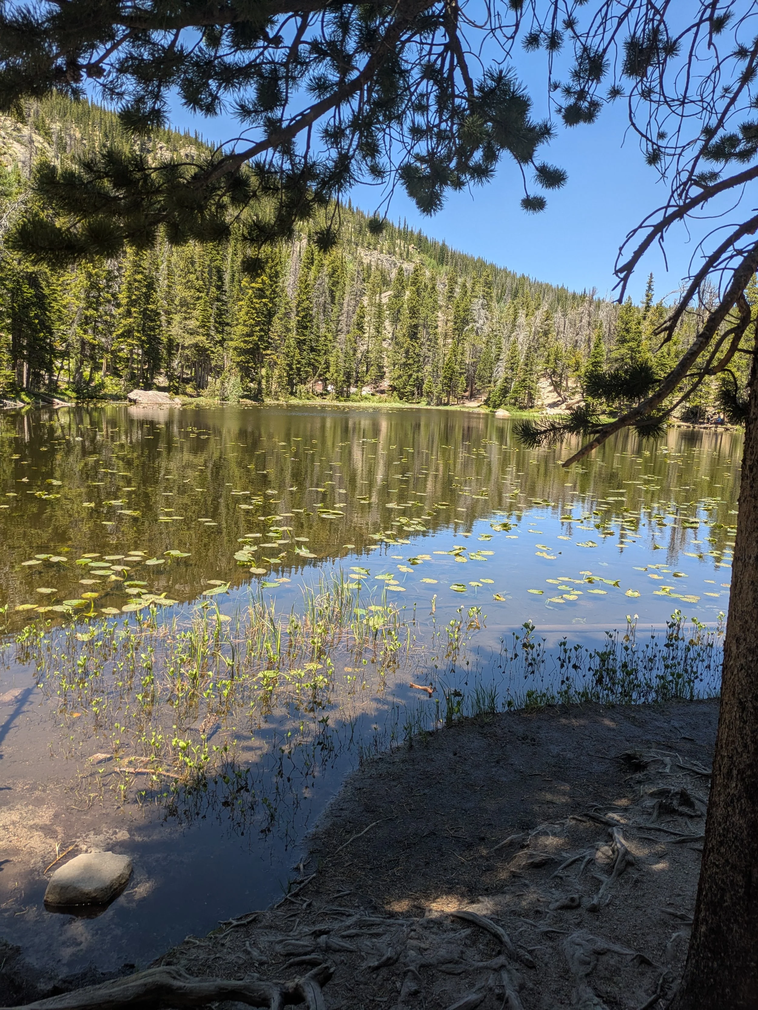 Nymph Lake in Rocky Mountain National Park