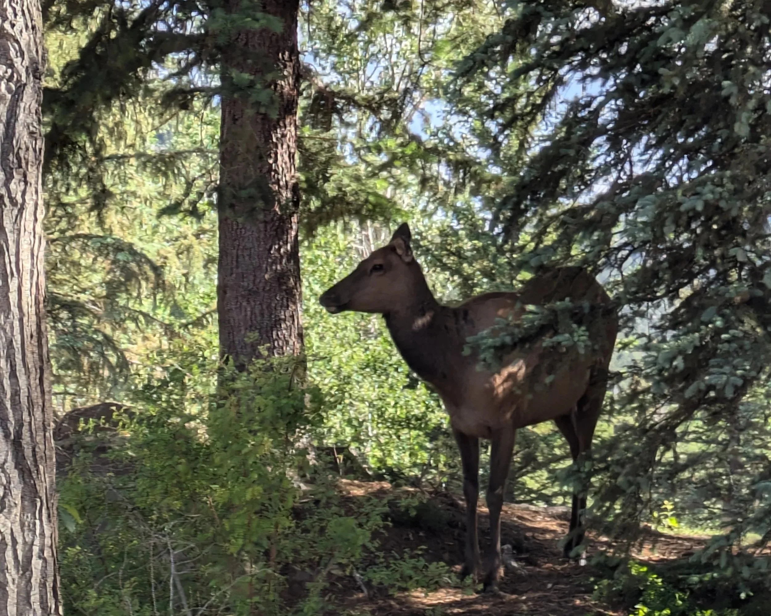 An elk standing in the trees