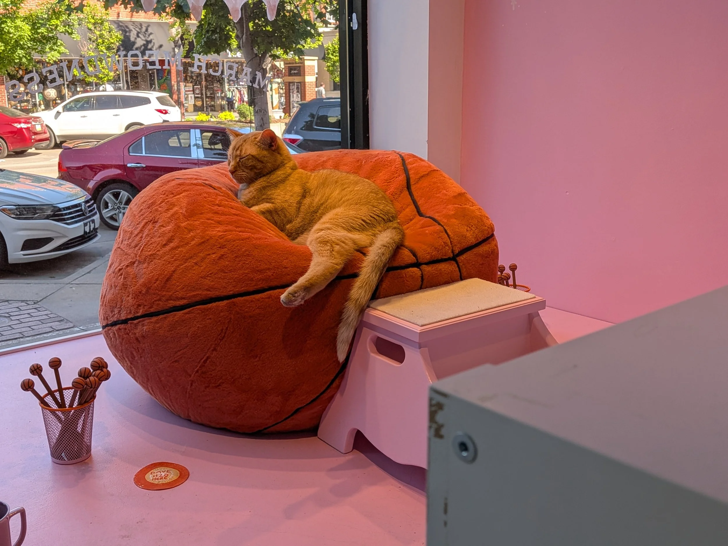 A cat sleeping on a large orange cushion inside a shop, with a window showing parked cars and street outside.