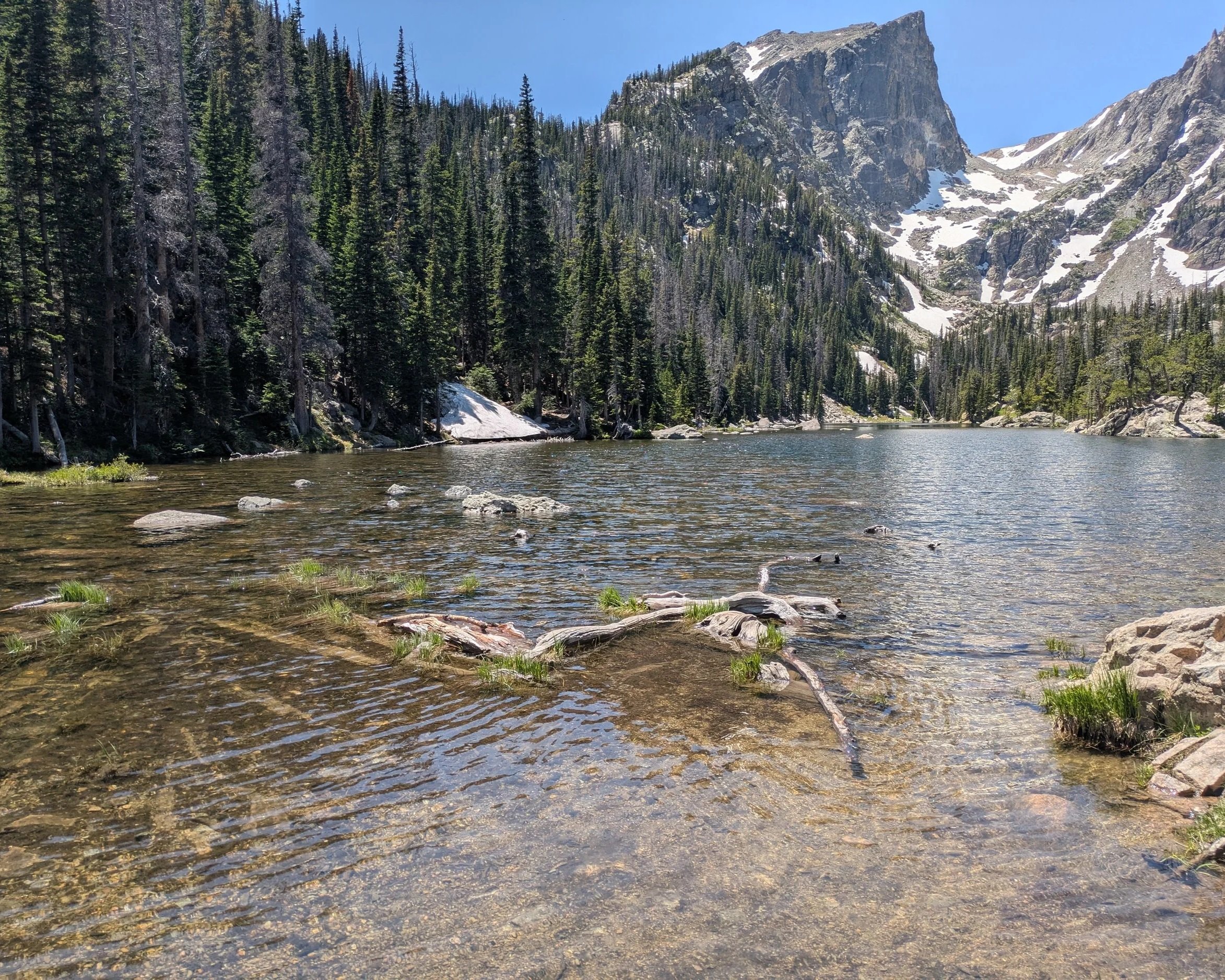 Lake with clear water, rocks, and tree limbs in the Rocky Mountains with pine trees and mountain with snow.