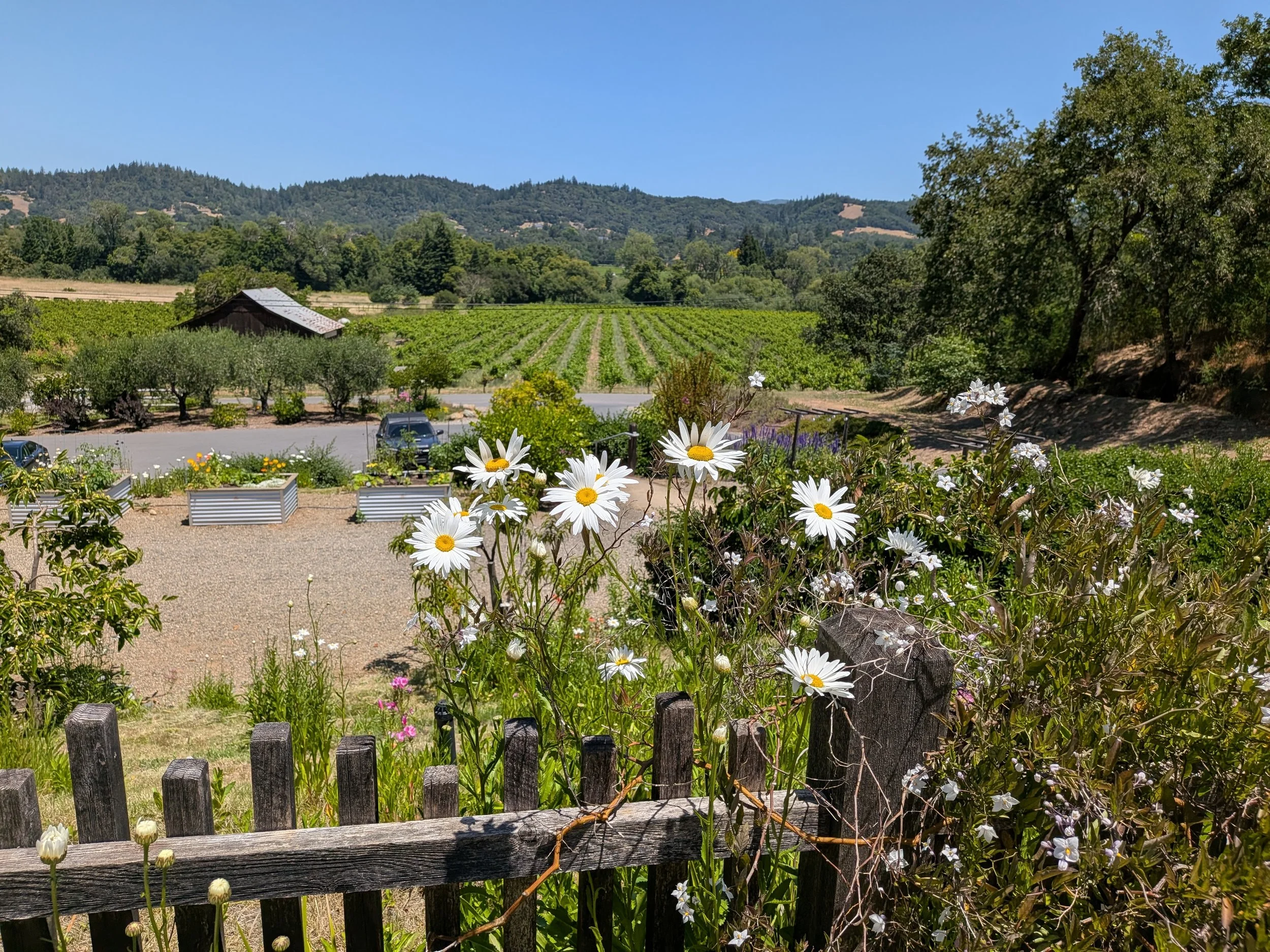 A view over a vineyard with wildflowers in the foreground and greenery in the background at Capo Creek Winery in Healdsburg, California