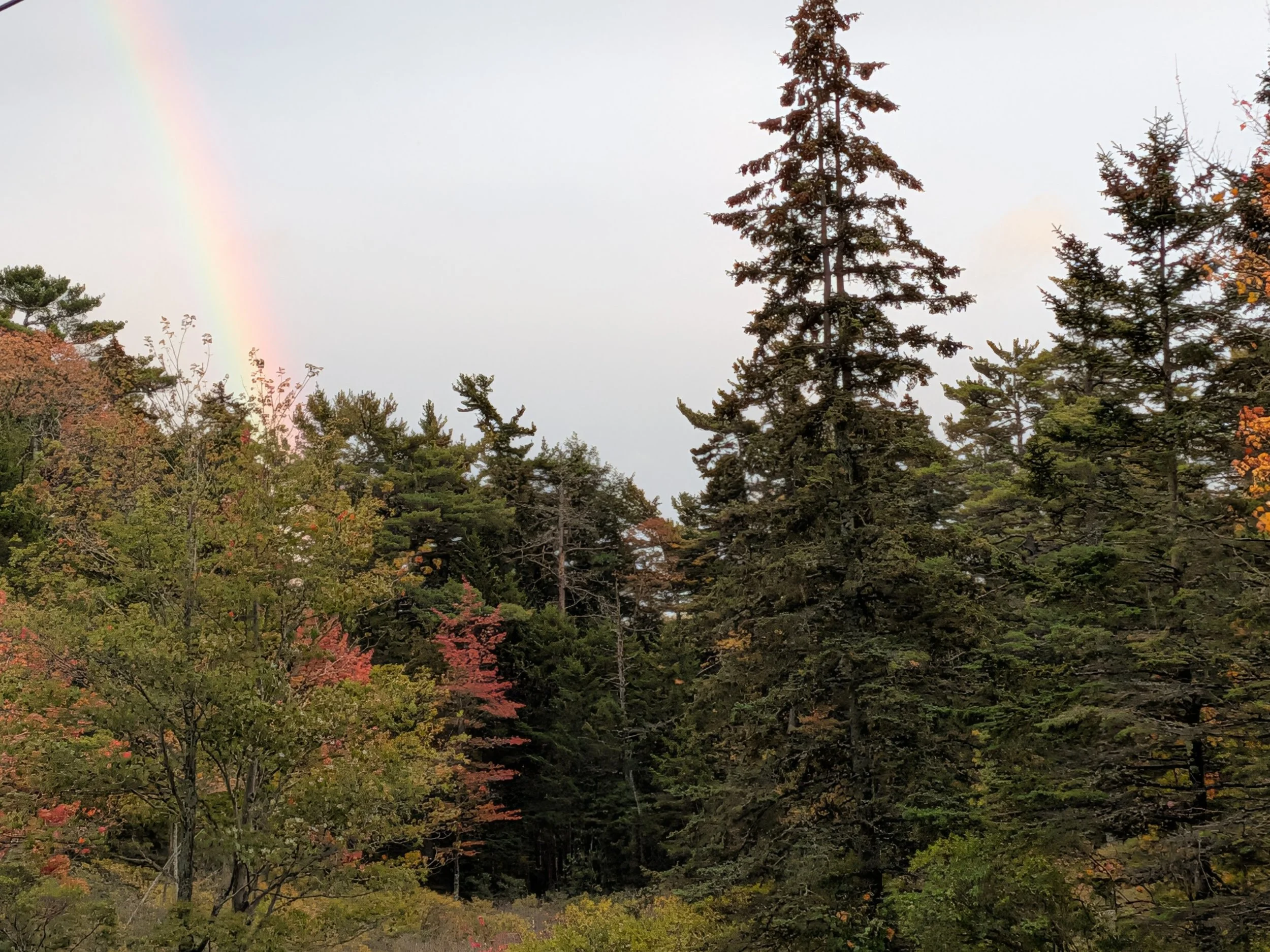 Trees with green and red leaves with a rainbow in the background in Bar Harbor, Maine.