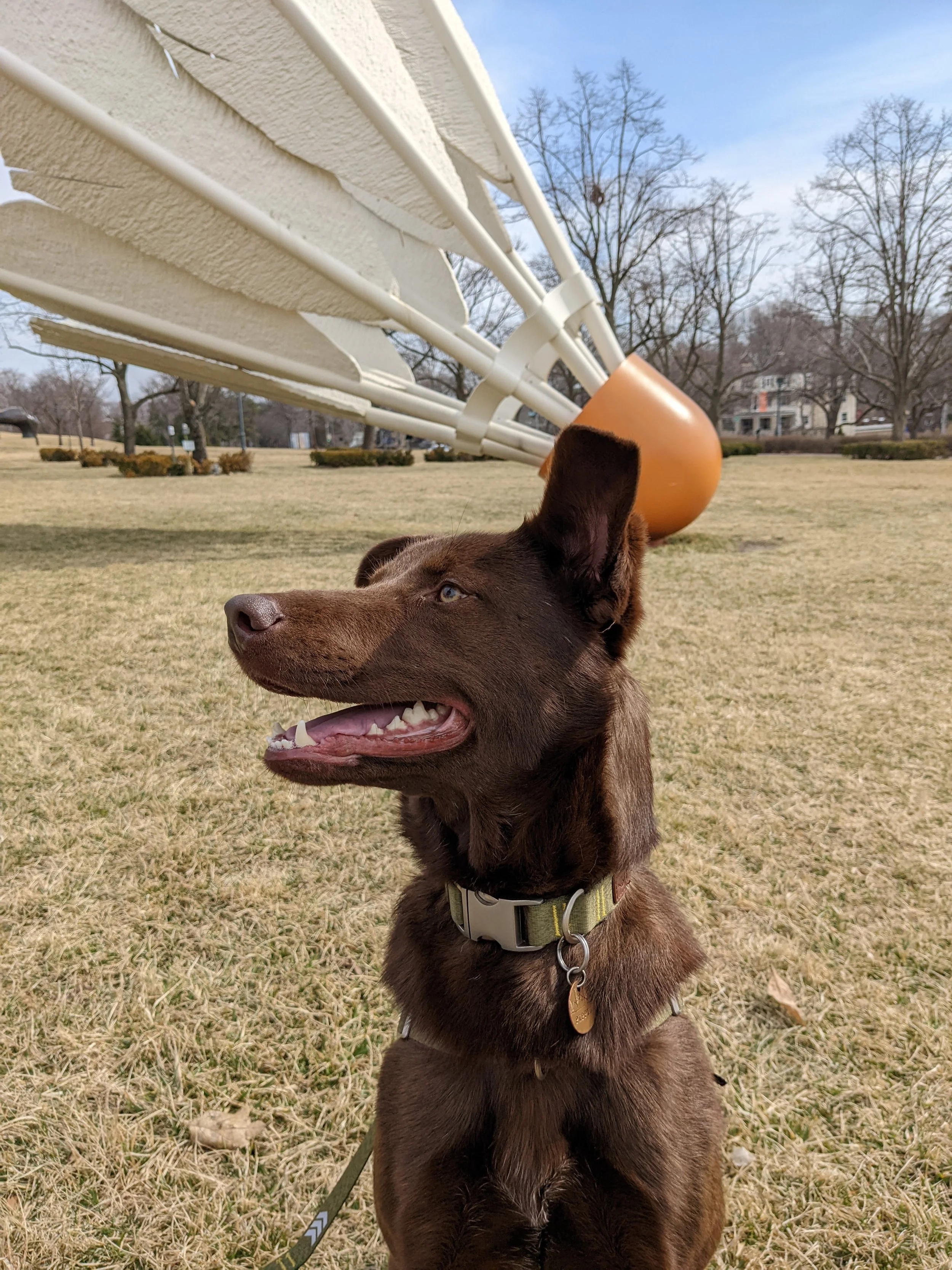 A dog posing in front of sculpture at Nelson Adkins Museum of Art in Kansas City