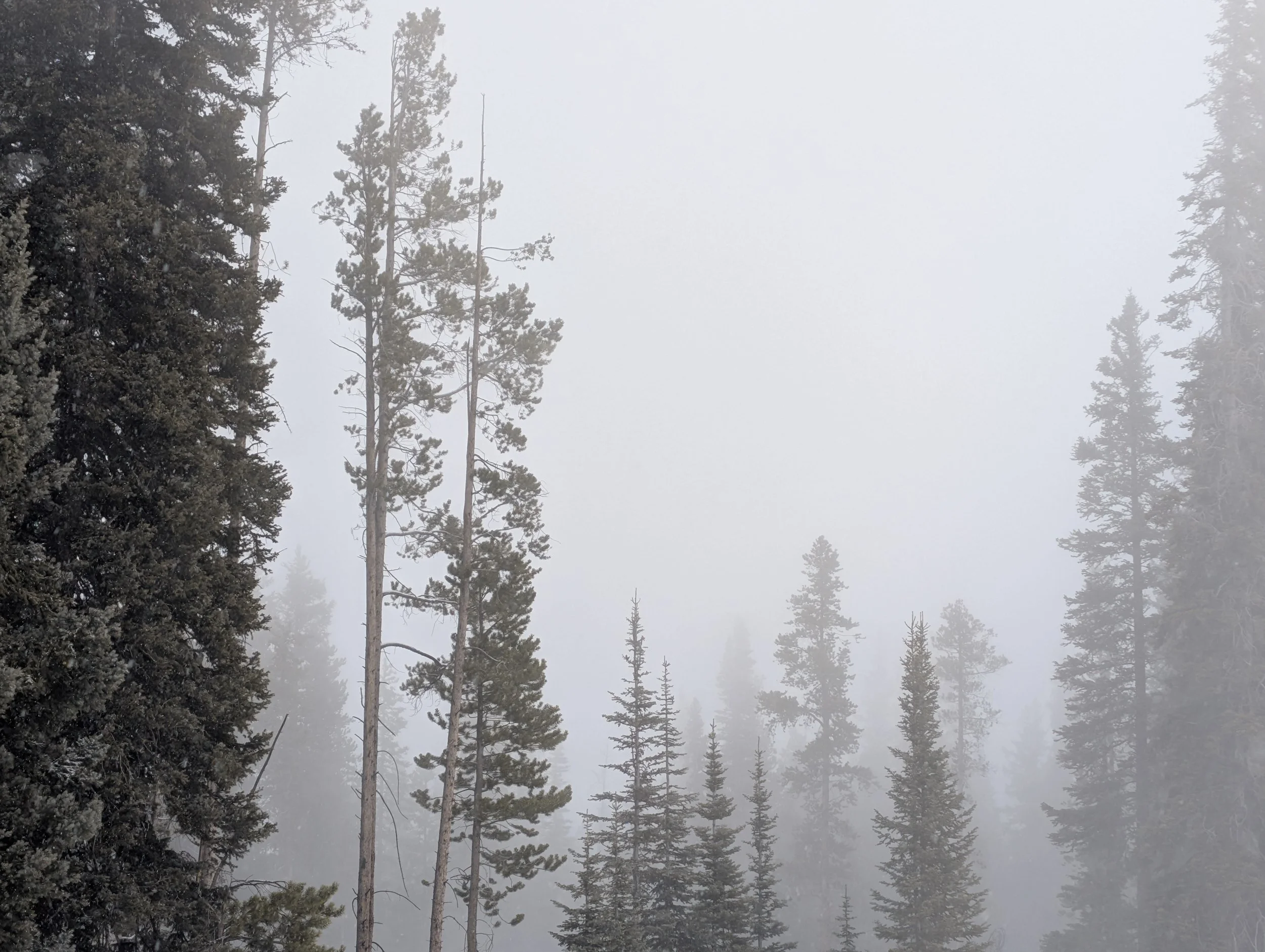 Trees at Beaver Creek Resort in the mist and fog.