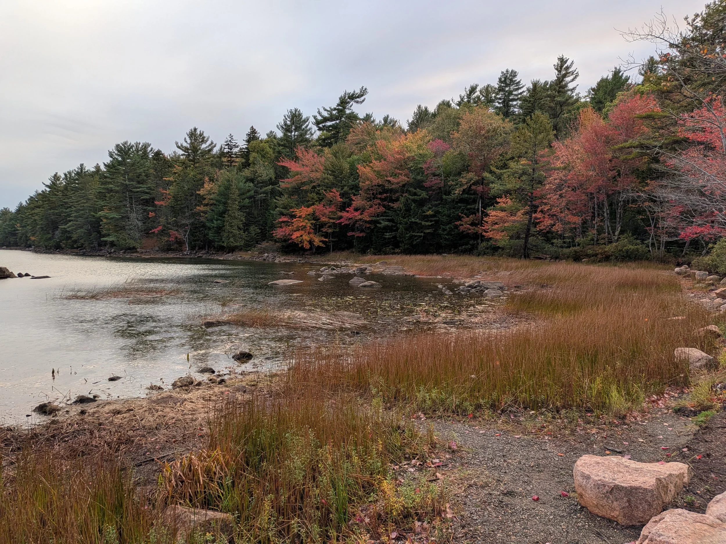 Eagle Lake in Acadia National Park surrounded by fall trees and tall grasses.
