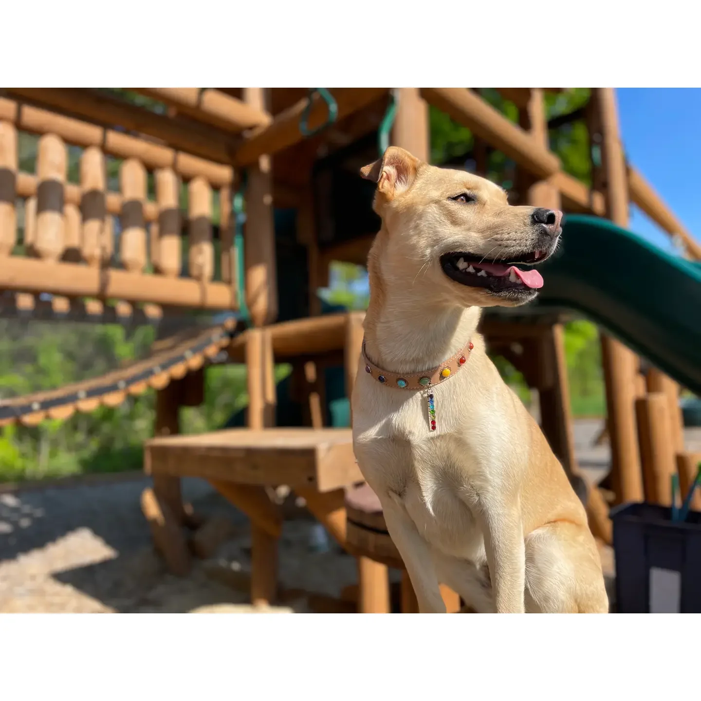 7chakradogcollarmain.webp
