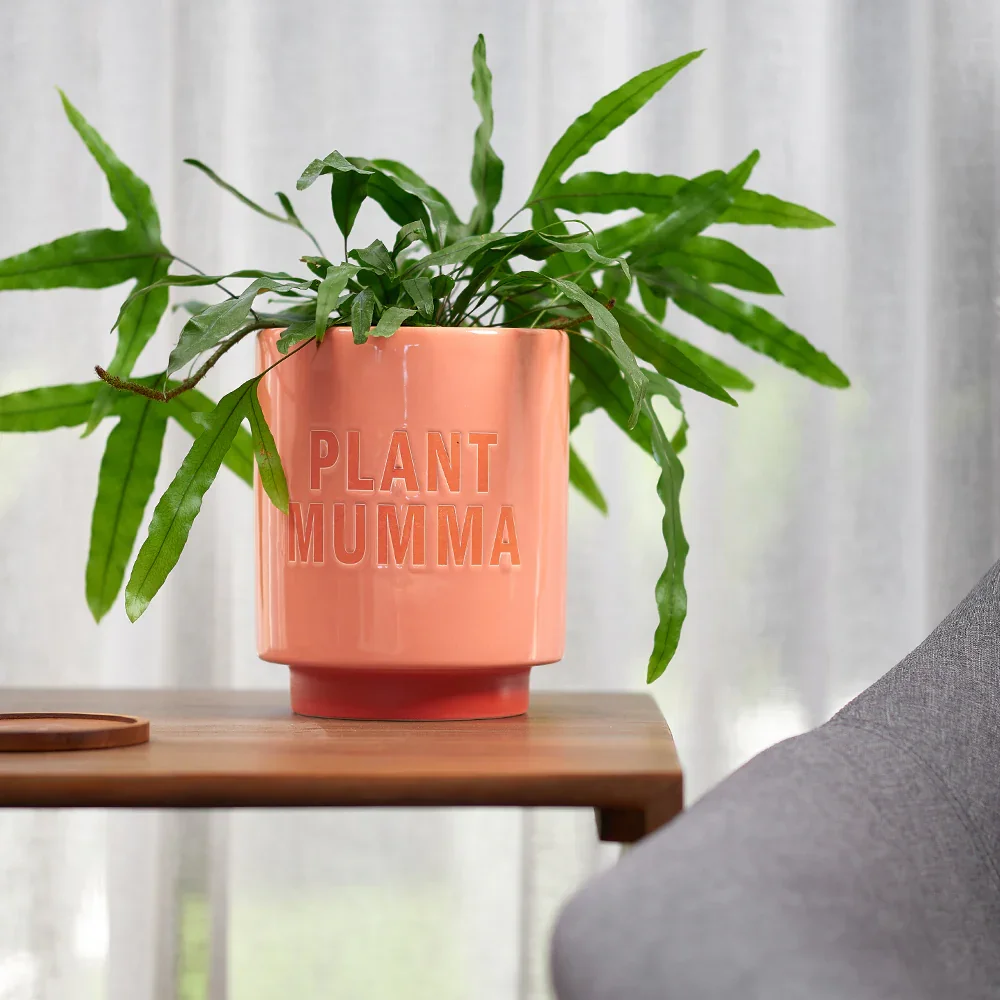 pot-lifestylemumma.webp