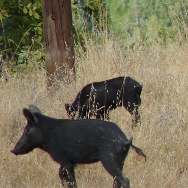 Feral pigs