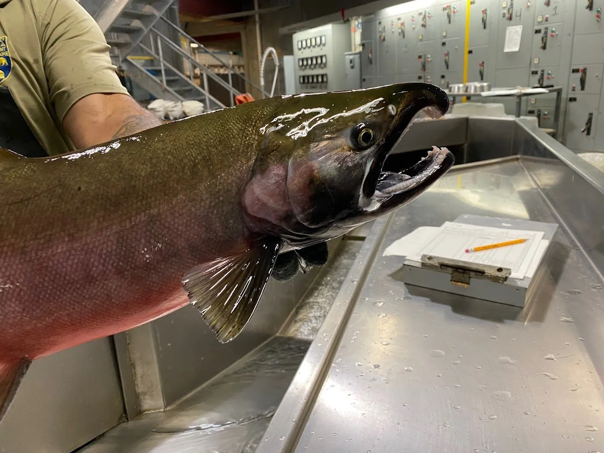 Coho Salmon