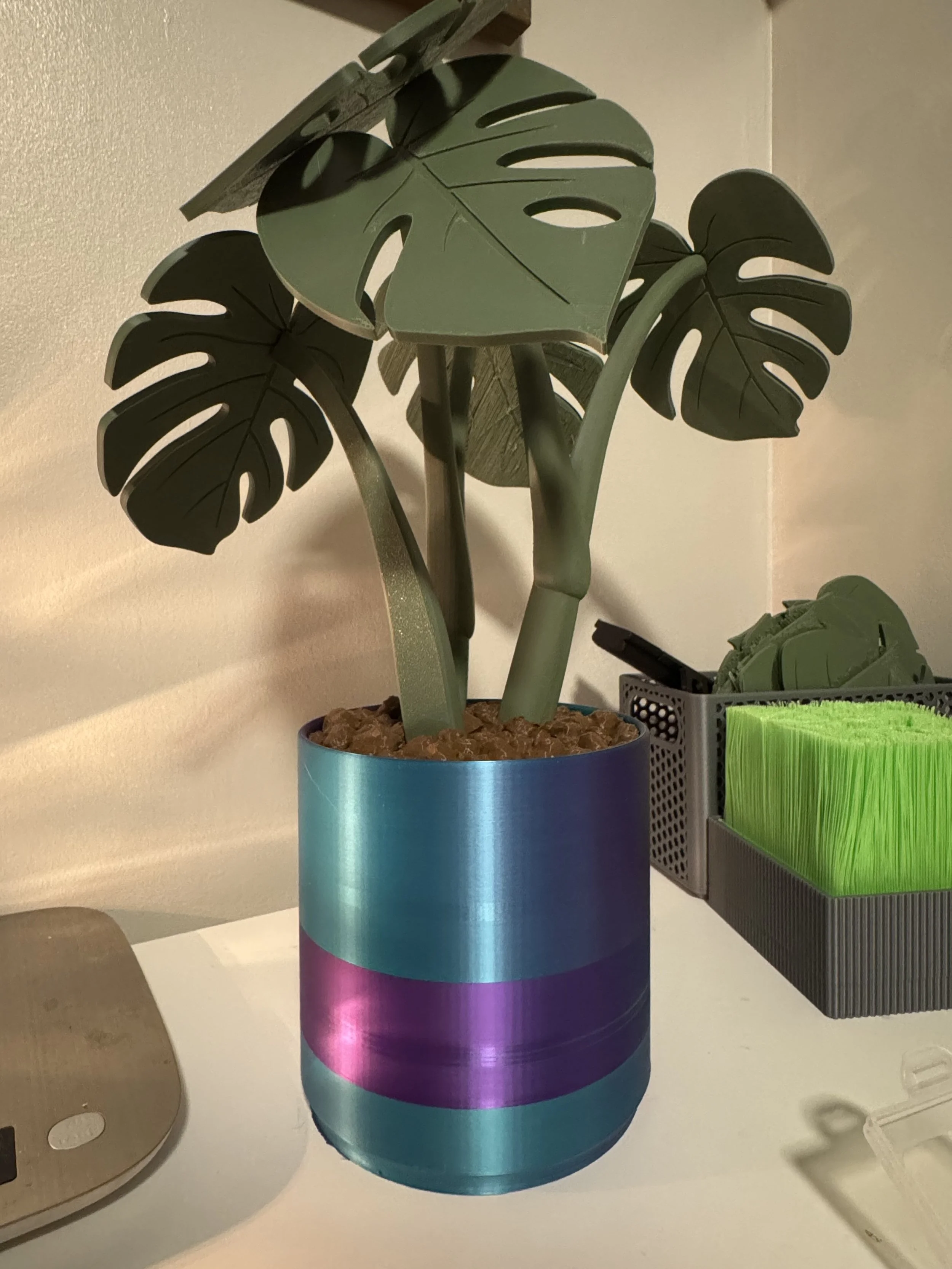 Monstera Coaster Plant