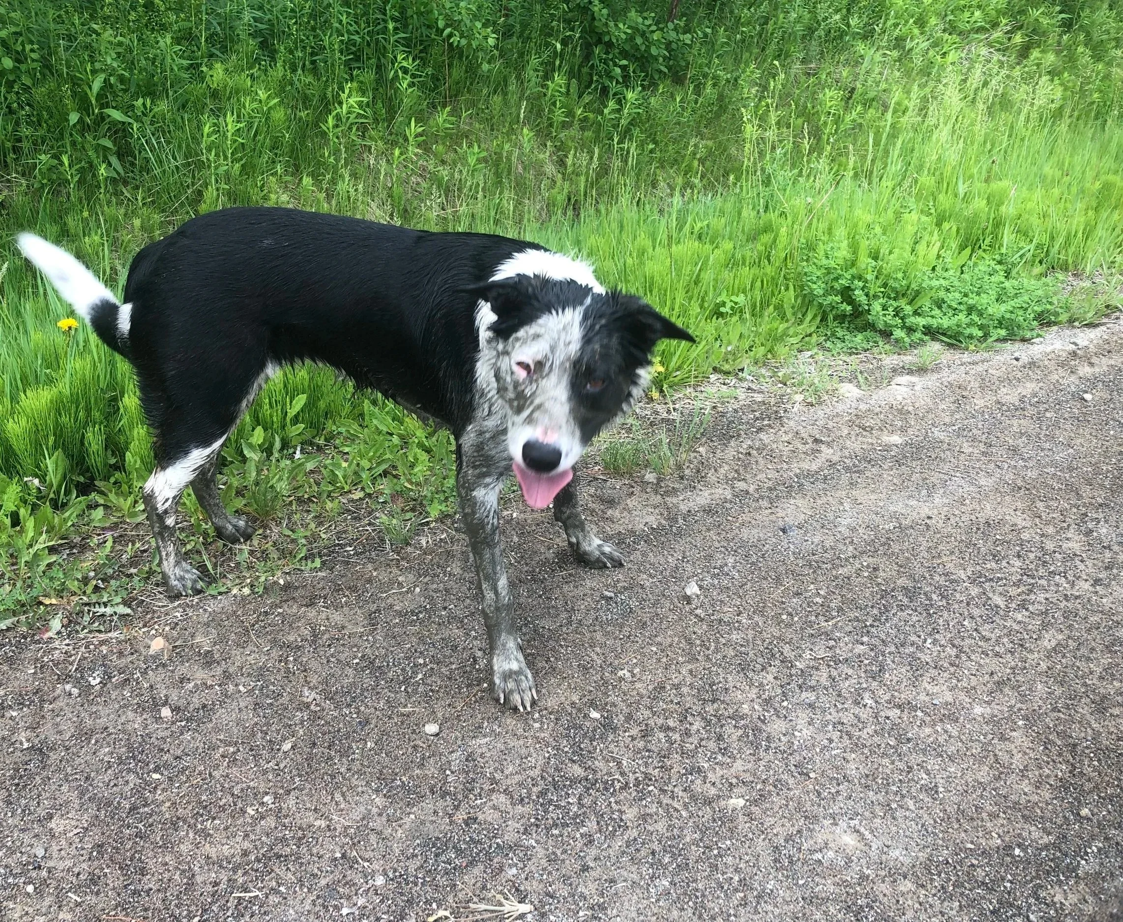 A black and white dog with muddy paws standing on a dirt trail beside green grass and plants, looking at the camera with tongue out.