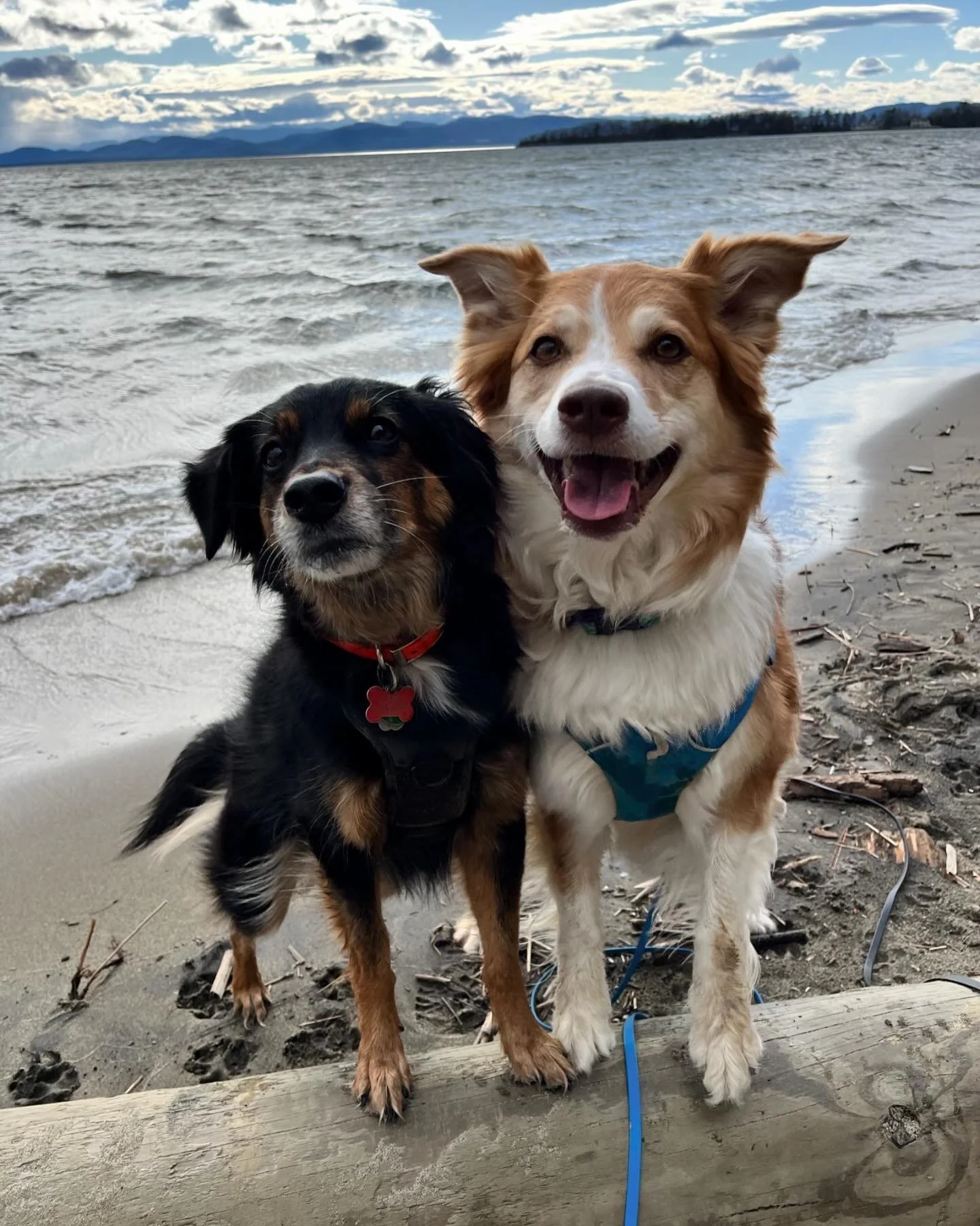 Two dogs sitting on a beach with a body of water and mountains in the background. One dog is black and brown with a red collar, and the other is tan and white with a blue harness.