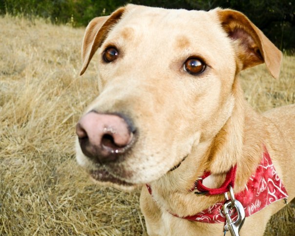 Close-up of a tan dog with a red bandana, outdoors on a grassy field, looking directly at the camera.