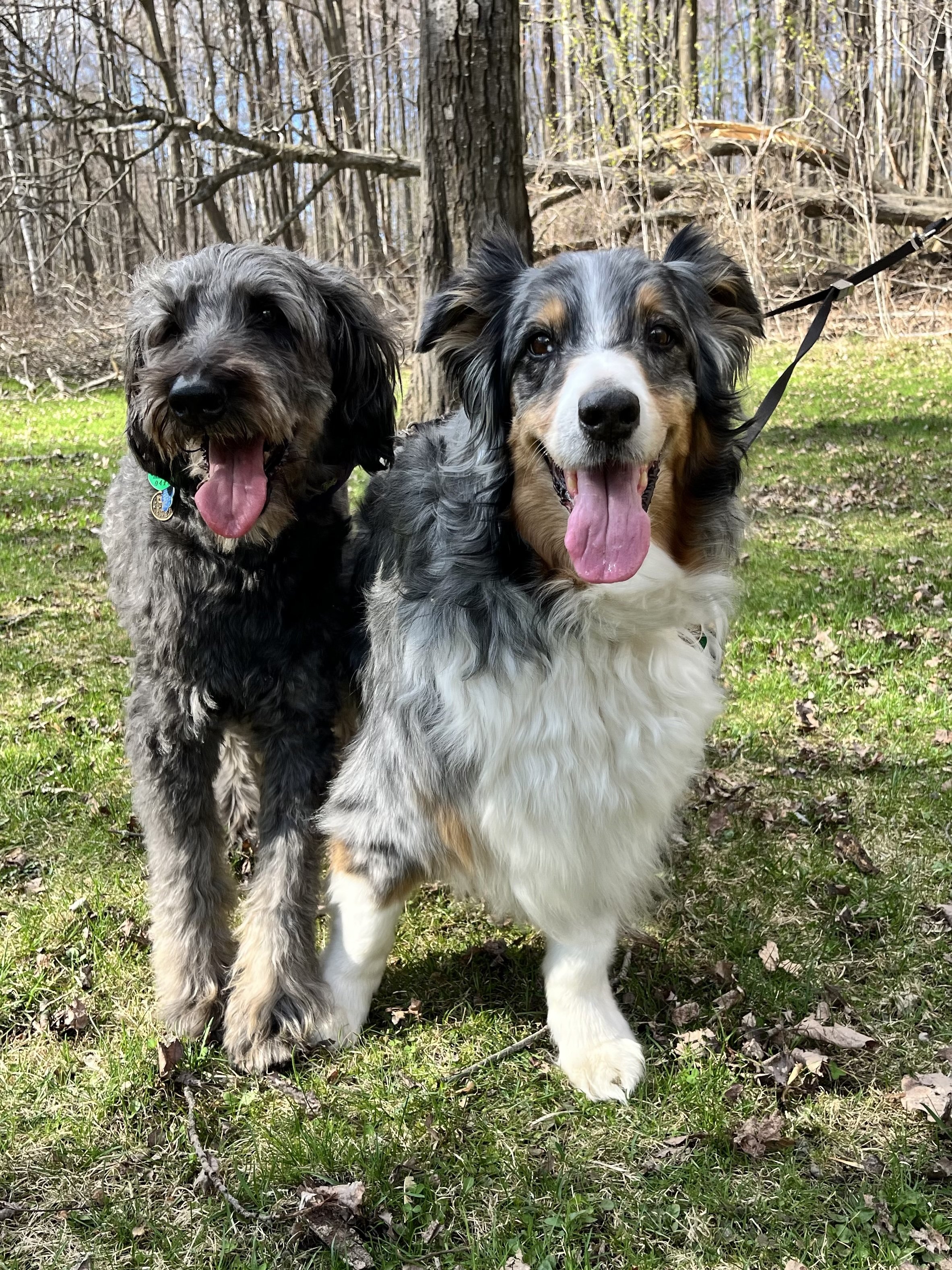 Two dogs standing in a grassy area in a wooded park with trees in the background. Both dogs are smiling with their tongues out.