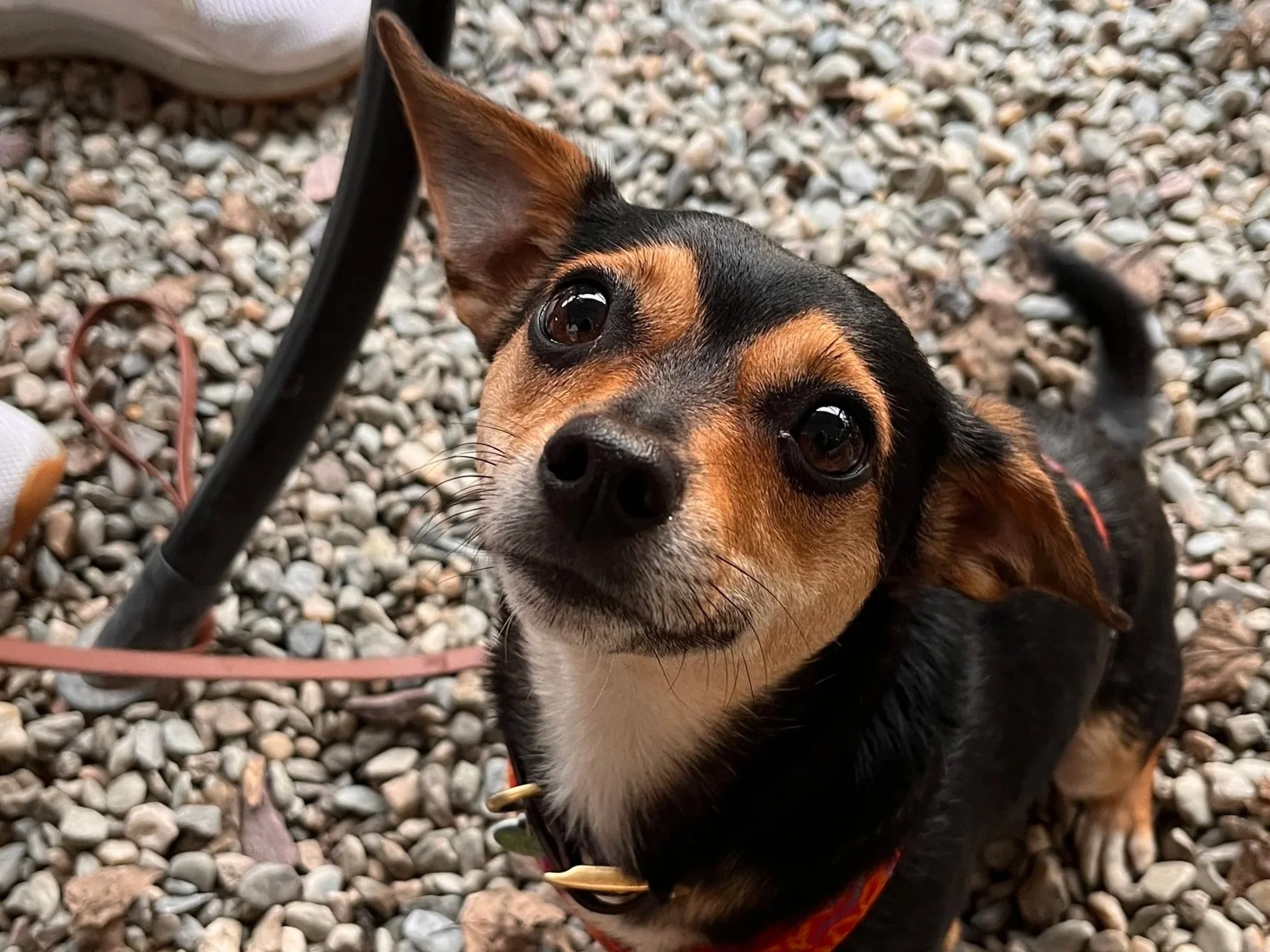 Close-up of a small black and brown dog with large eyes, sitting on a gravel surface, looking up at the camera.
