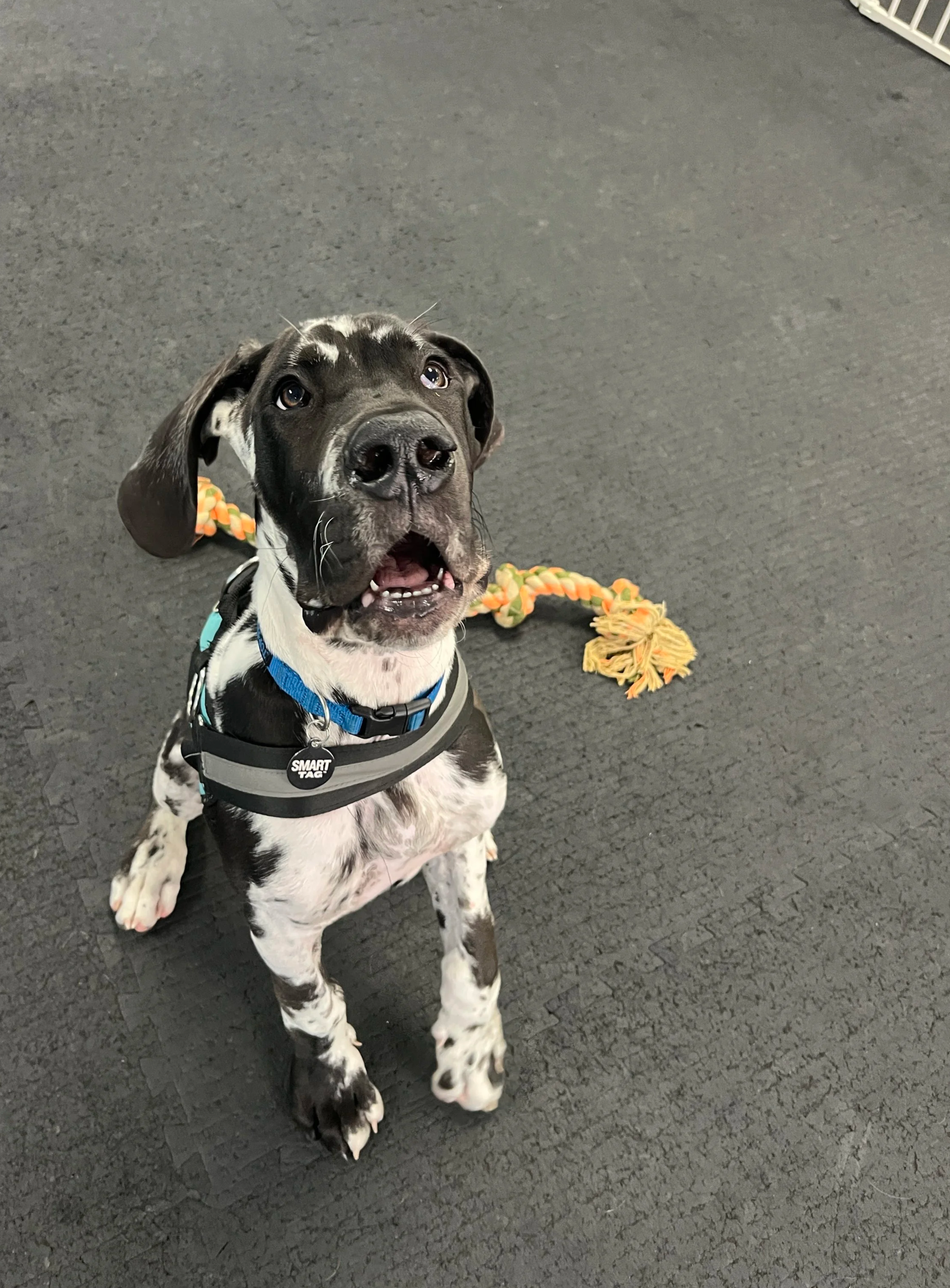 A black and white puppy with floppy ears, wearing a harness, sitting on a black floor, looking up. There is a colorful rope toy behind it.
