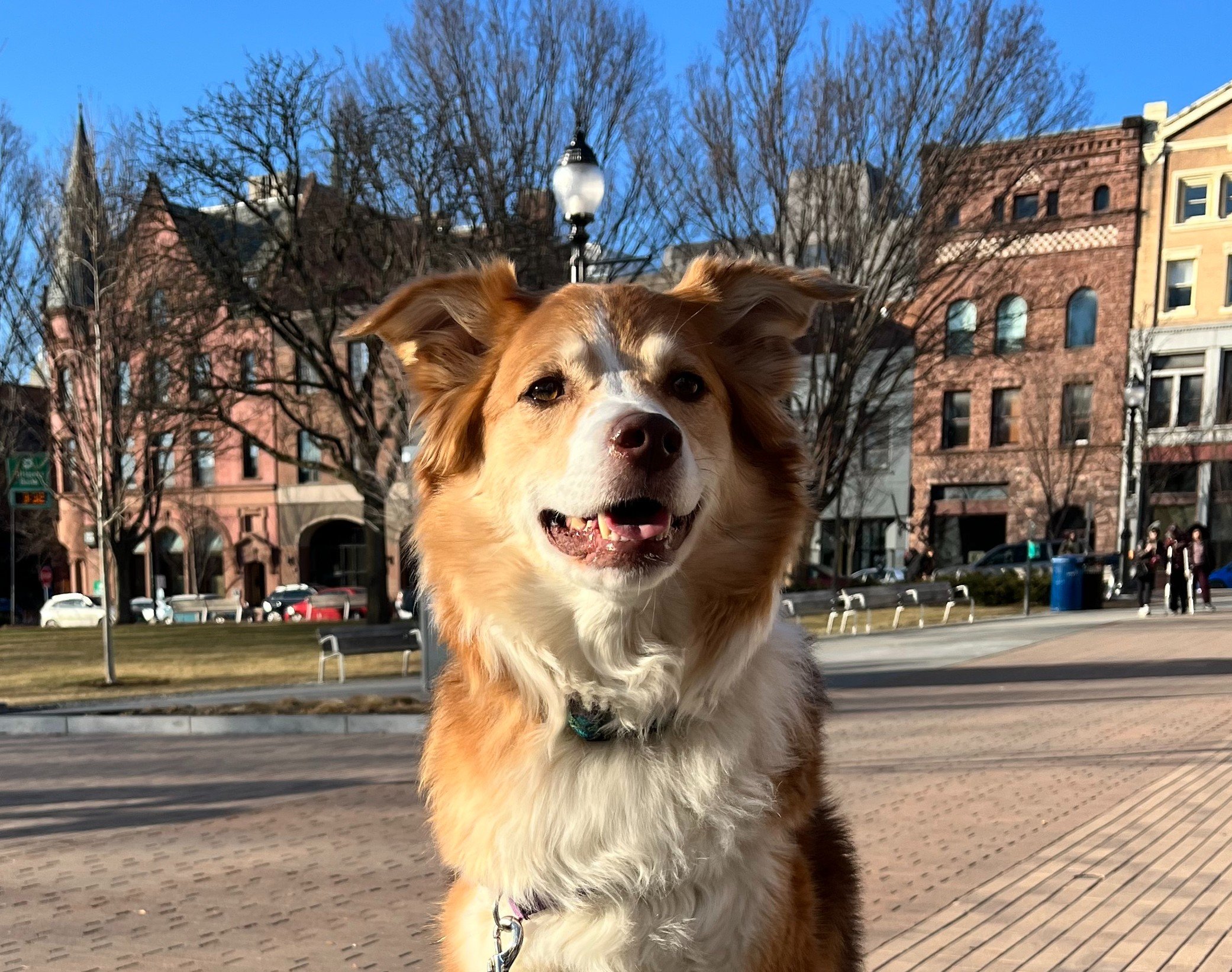 A happy golden retriever mix dog with a smiling expression, standing outdoors in a city park with historic brick buildings, leafless trees, and a clear blue sky in the background.