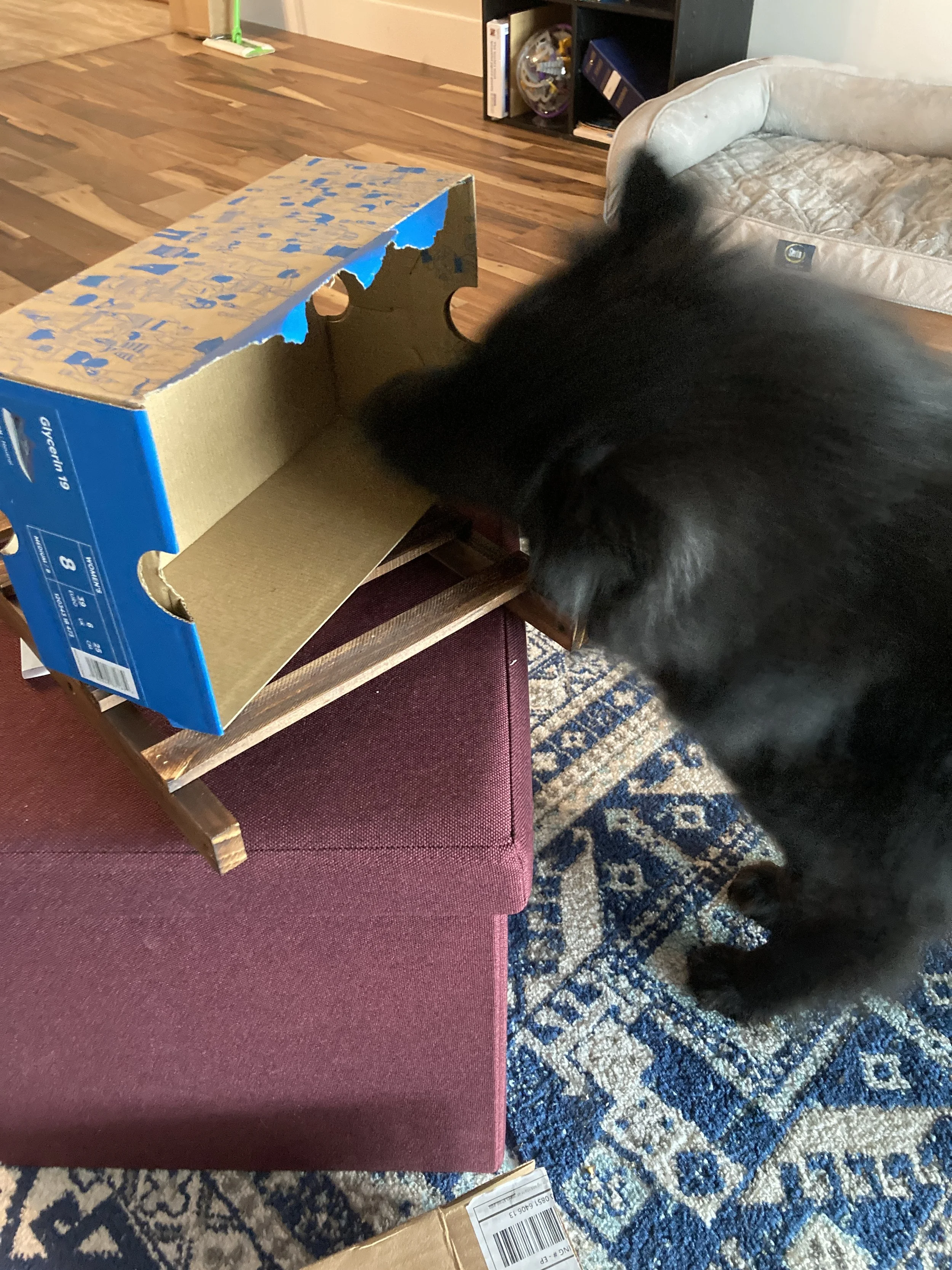 Black dog sniffing a cardboard box on a small wooden table in a living room with patterned rug, pink ottoman, and bookshelf.