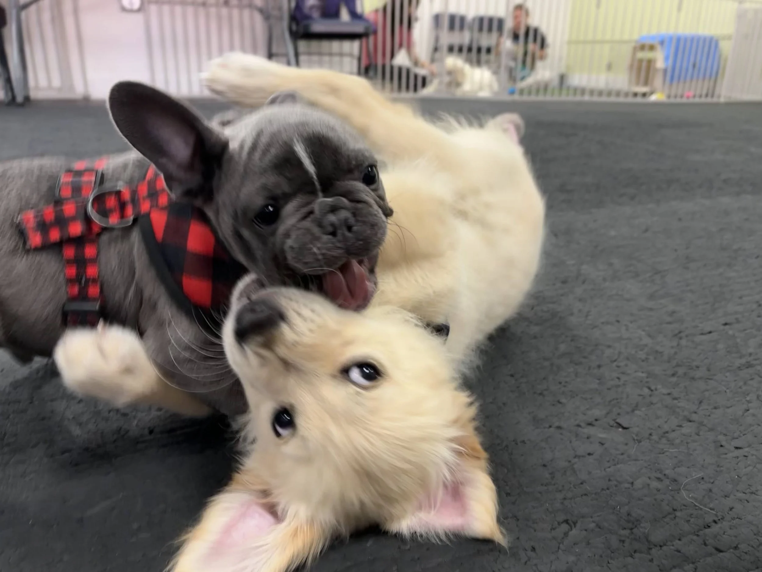Two puppies, a French Bulldog and a Corgi, playfully wrestling on a black floor in a pet play area.