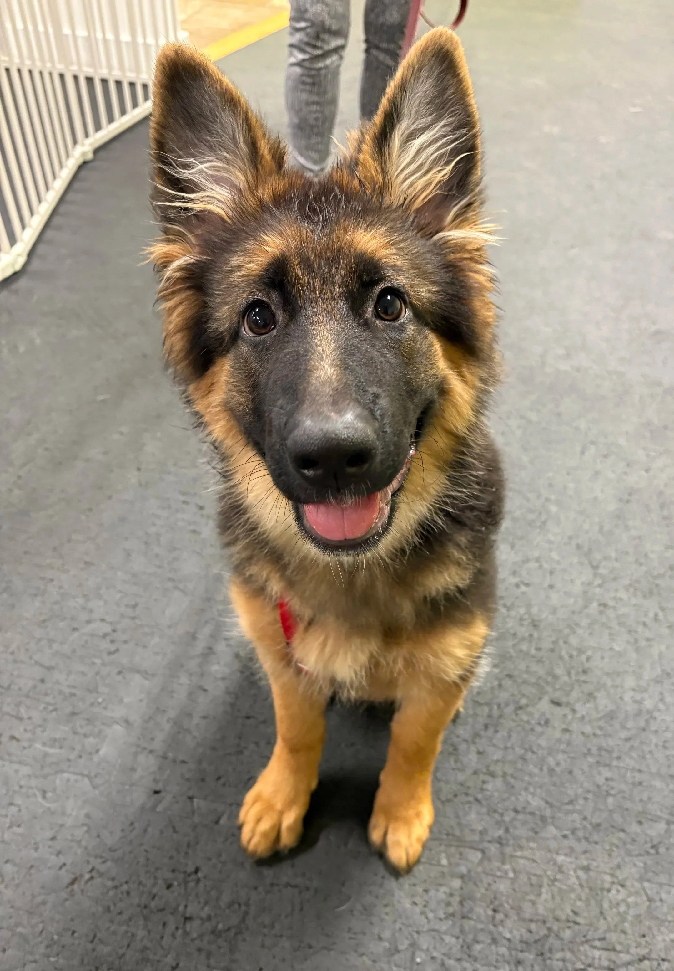 A happy German Shepherd puppy with a black and tan coat, standing on a gray floor, looking directly at the camera.