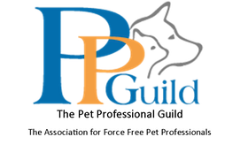 Logo with blue, orange, and yellow letters spelling 'DP Guild'