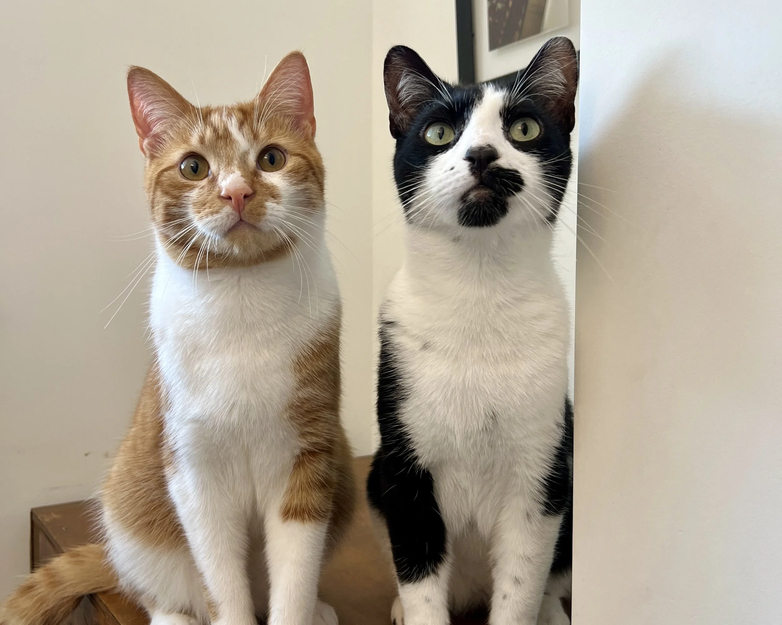 Two cats sitting side by side. The cat on the left is orange and white, and the cat on the right is black and white.