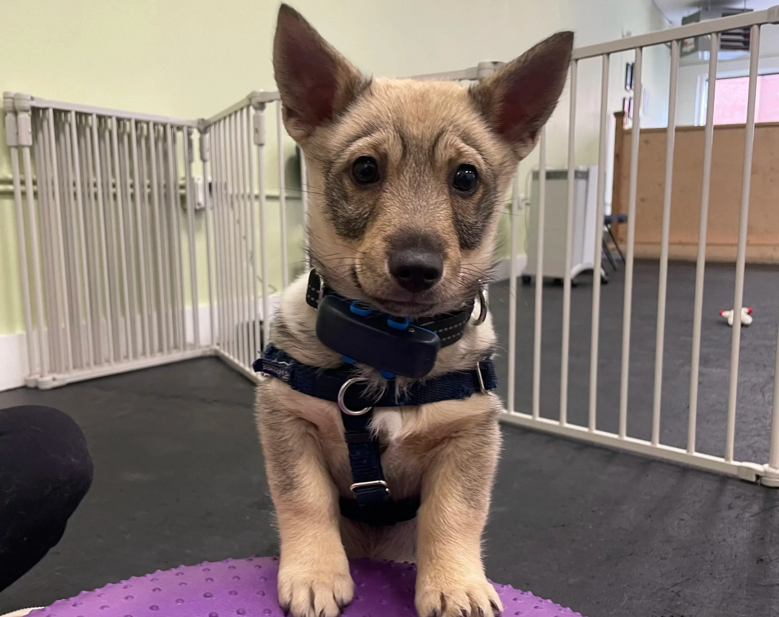 Young dog with tan and black fur wearing a harness and collar, standing on a purple mat inside a playpen in a room with green walls and windows.