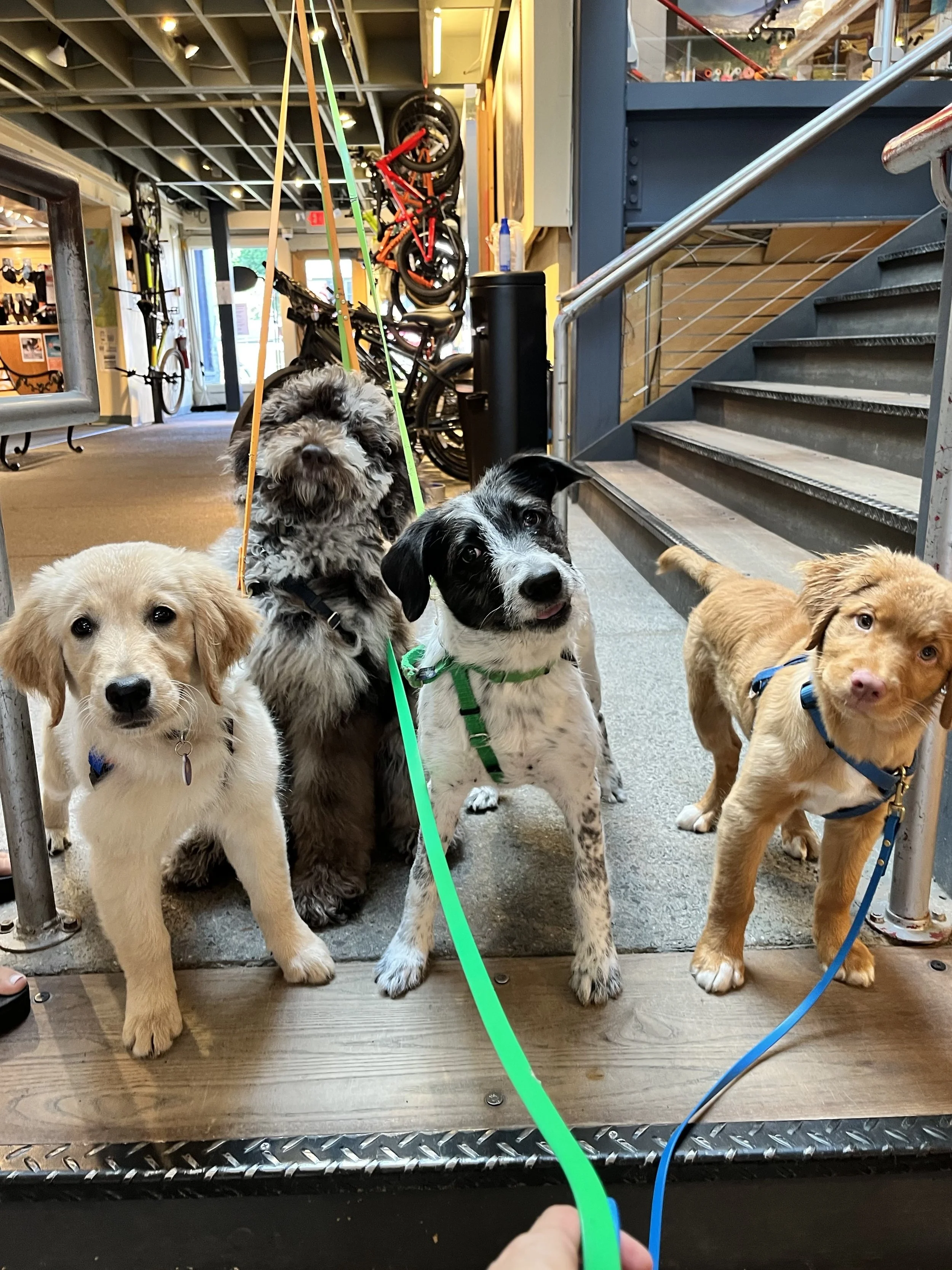 Four puppies of different breeds standing on a wooden and concrete floor inside a store with bicycles and stairs in the background.