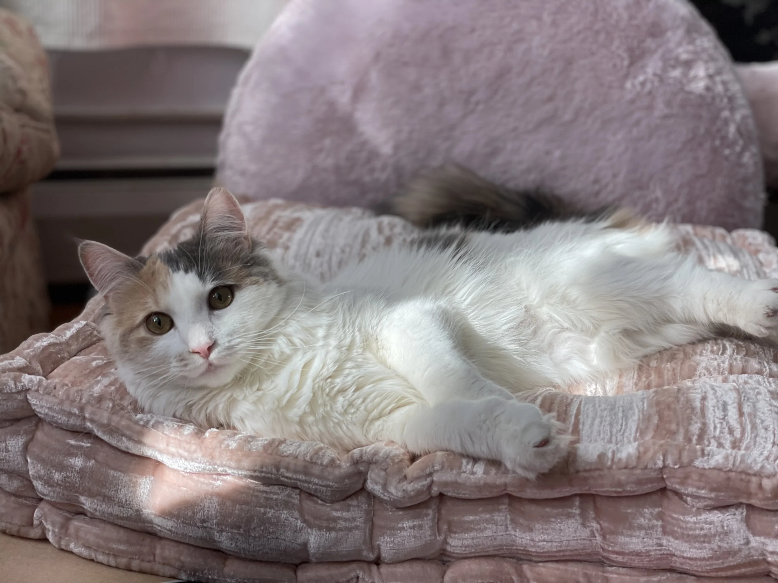 A calico cat with white, black, and orange fur lying on a plush pink cushion.