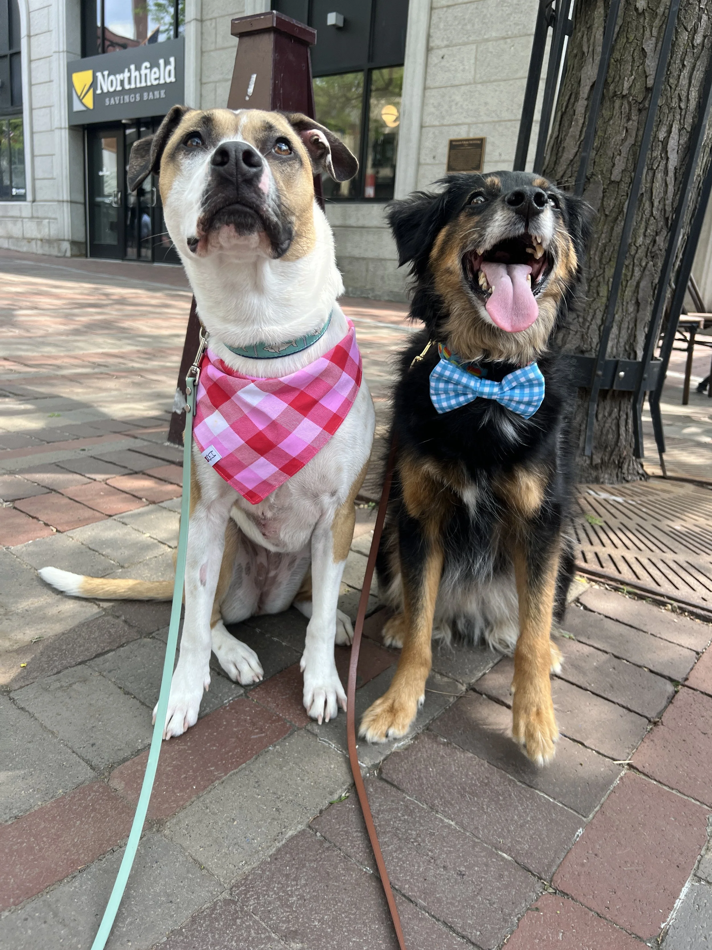 Two dogs sitting on a brick sidewalk in front of a building with a 'Northfield Savings Bank' sign. One dog is wearing a pink checkered bandana and the other a blue checkered bow tie, both leashed.