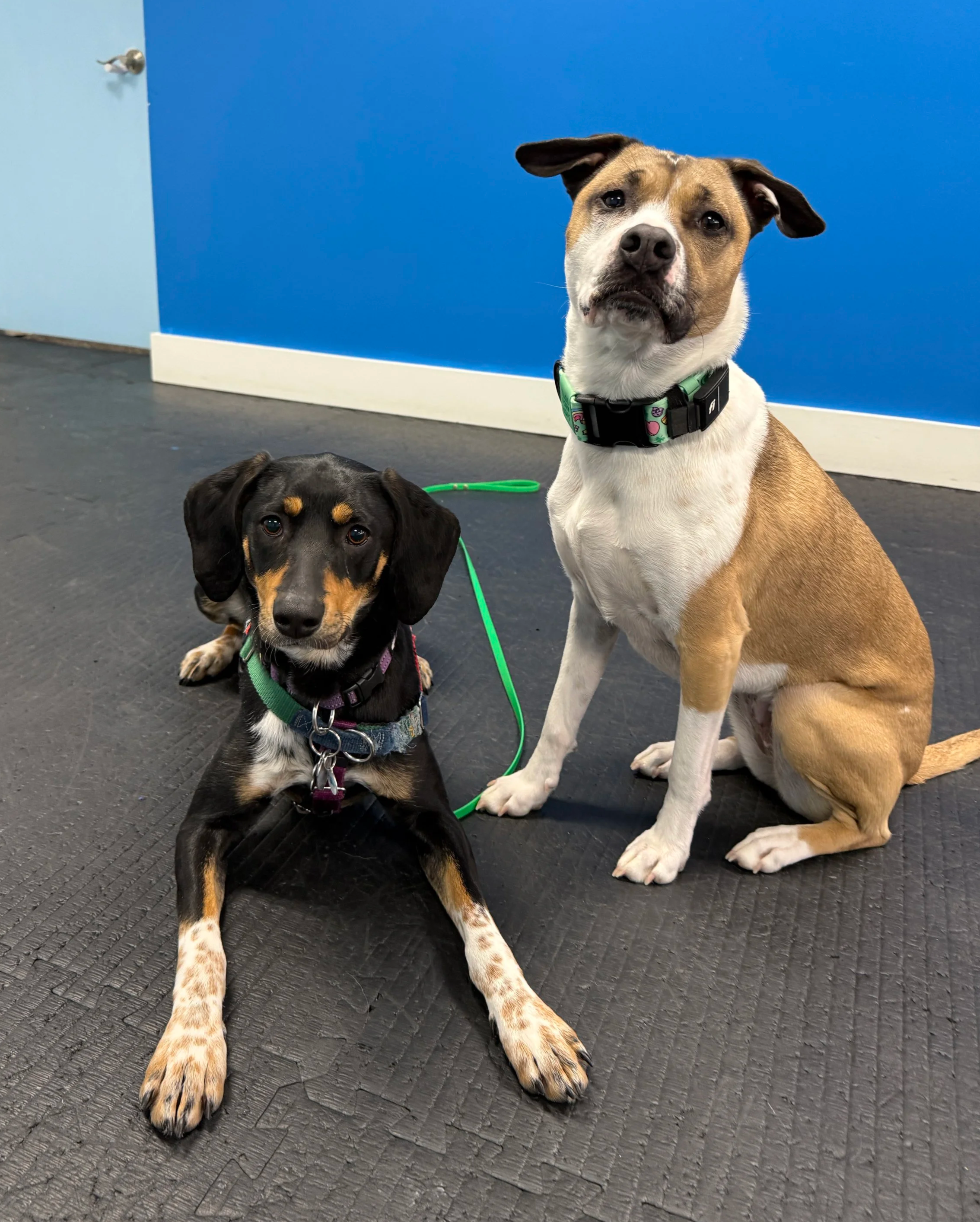 Two dogs, a black and tan puppy and a tan and white adult, sitting on a black rubber mat in front of a blue wall. The puppy has floppy ears and is looking at the camera, while the adult dog has one ear slightly raised and is also looking at the camera.