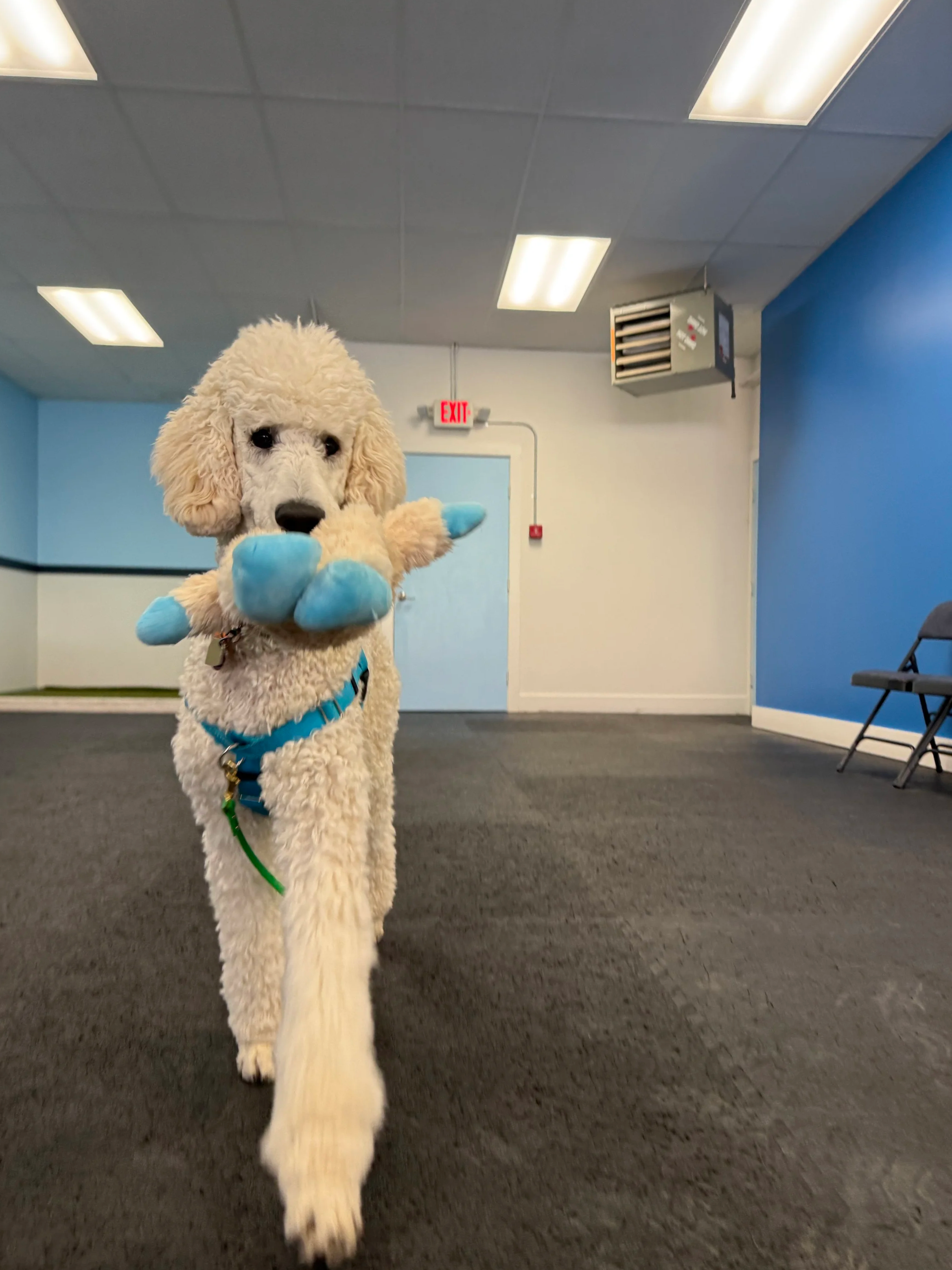 A person in a poodle dog costume carrying plush toys in a room with blue walls and a gray carpet.