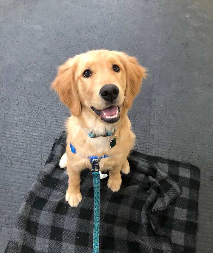 A happy golden retriever puppy sitting on a black and gray checkered blanket on a gray floor, looking up at the camera with an open mouth and a leash attached to a blue collar.