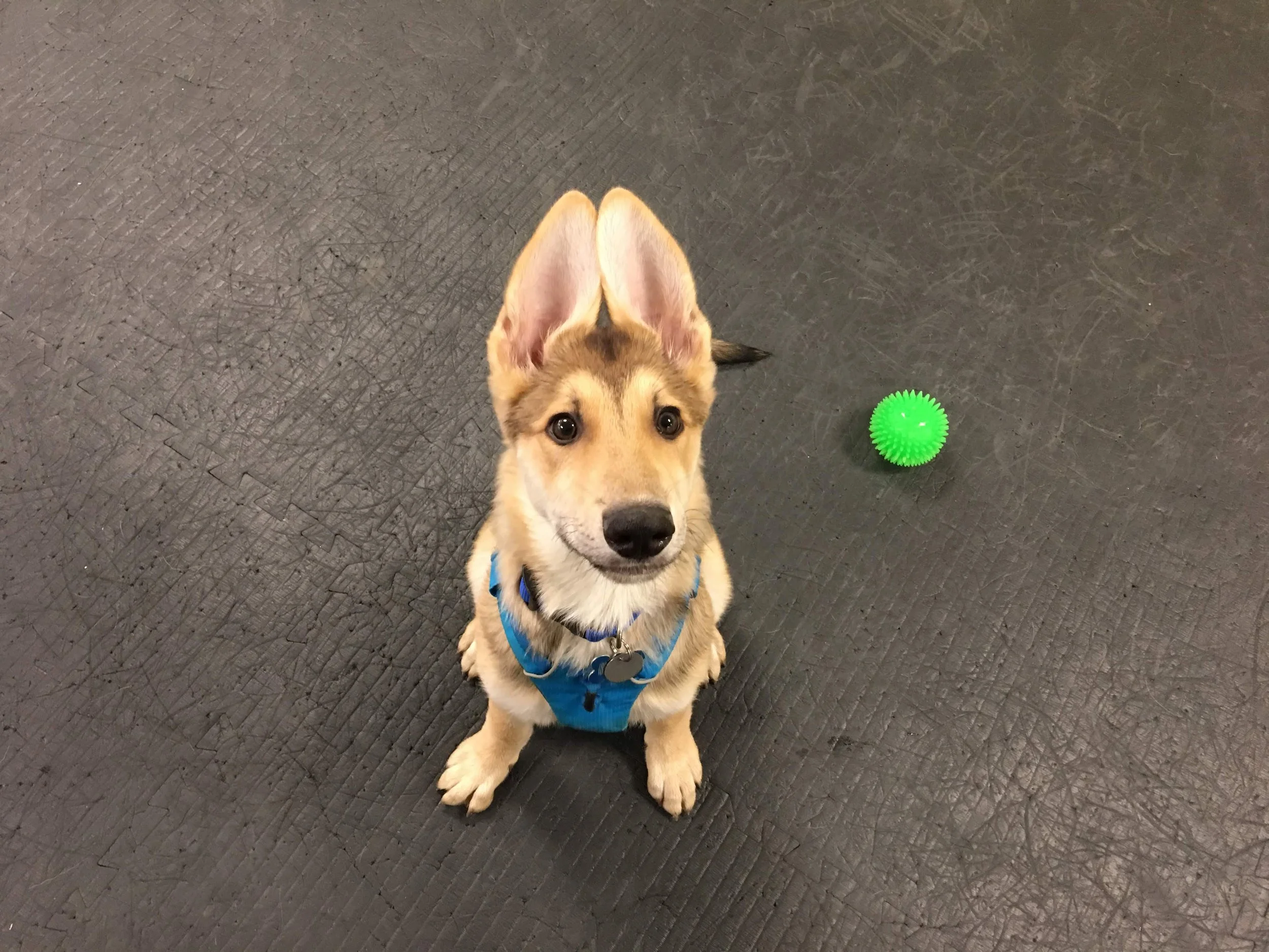 A young puppy with large ears, wearing a blue harness, sitting on a black textured floor with a green textured rubber ball nearby.