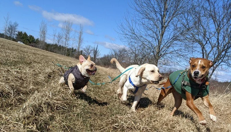 But Wait What? Enrichment as a Management Solution