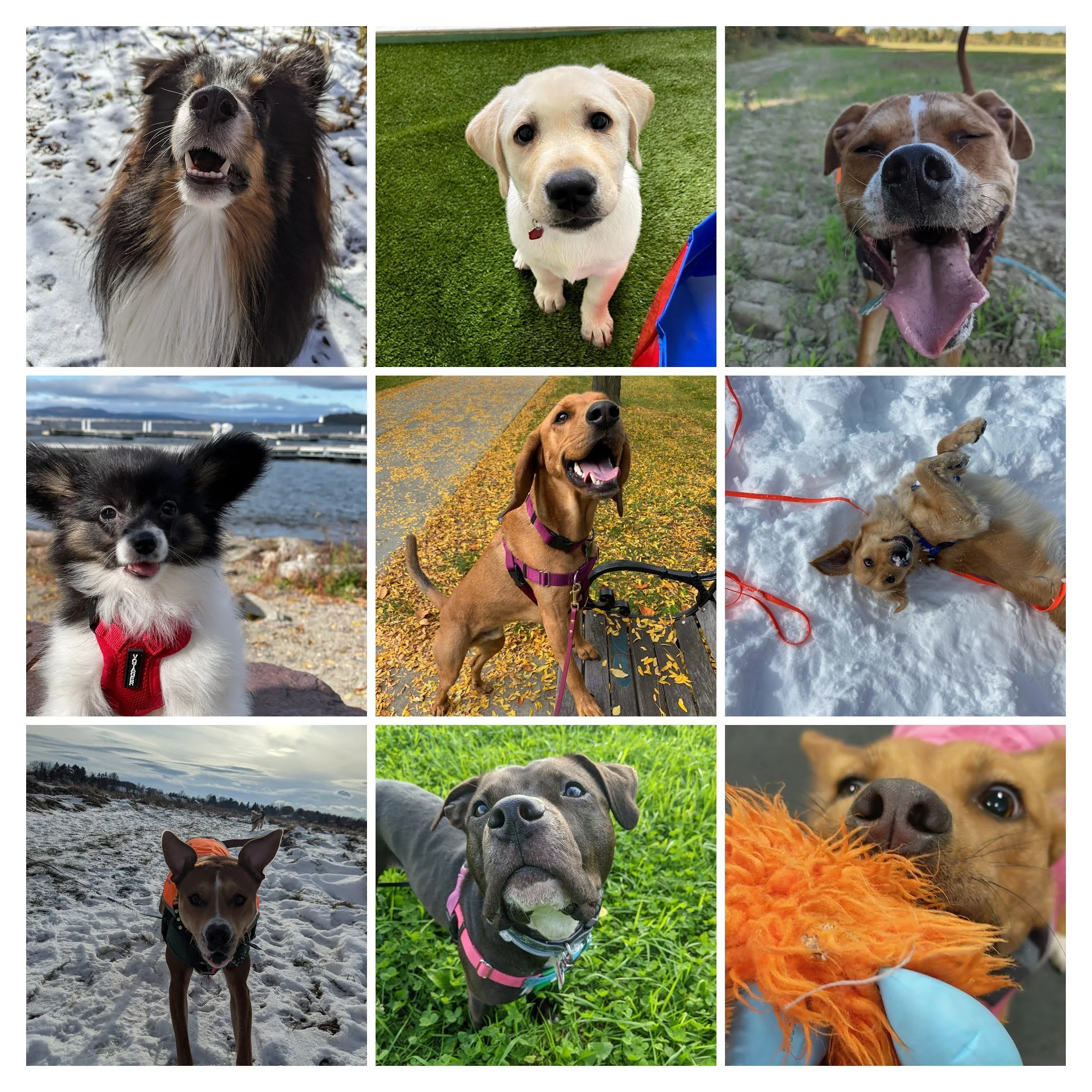 9 pictures of happy dog faces