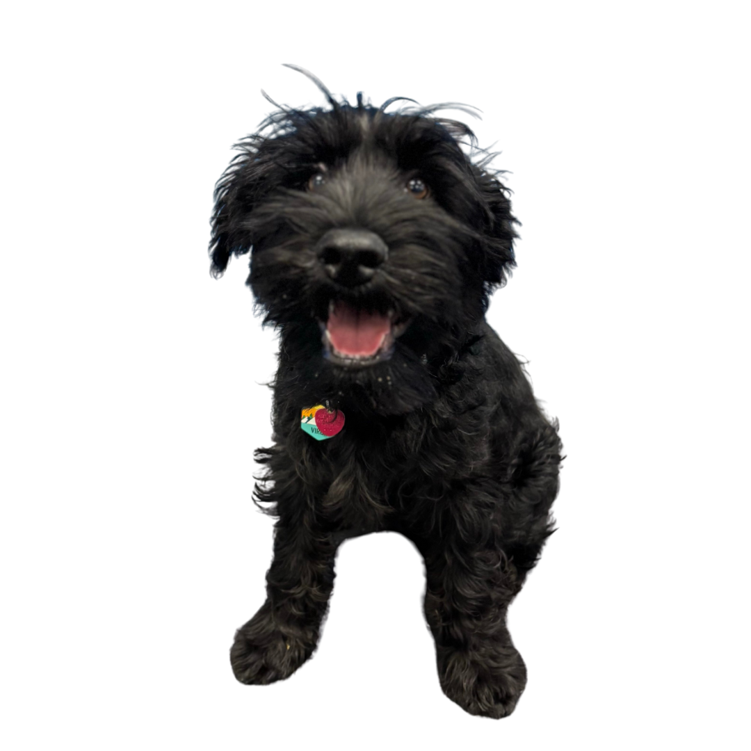 Black puppy with curly fur smiling and looking at the camera, wearing a colorful heart-shaped tag.