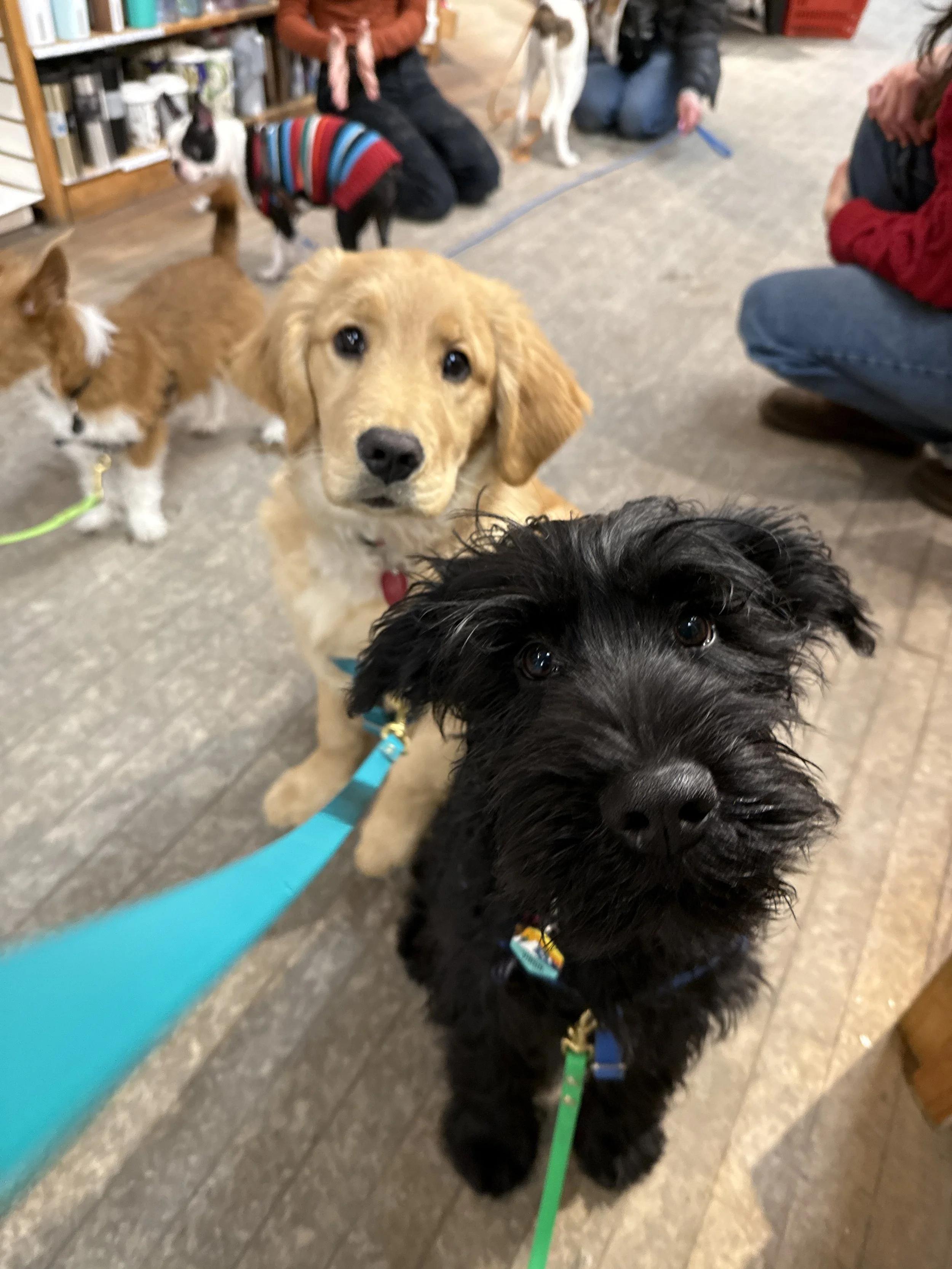 Close-up of two puppies, a black one and a tan one, looking into the camera inside a pet store or shelter with other dogs and people in the background.