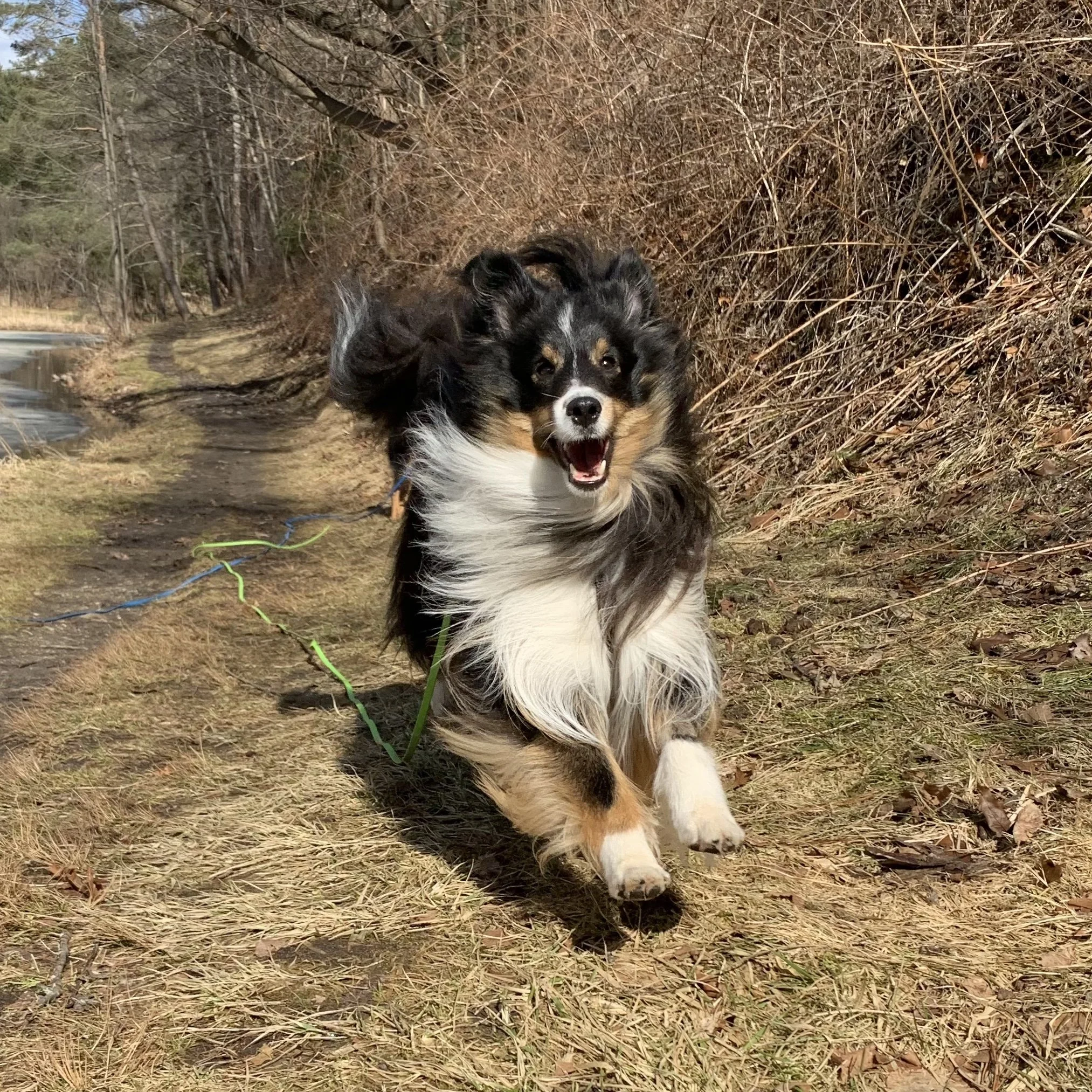 A happy black, white, and tan Australian Shepherd dog running on a dirt trail in a natural outdoor setting with trees and bare bushes.