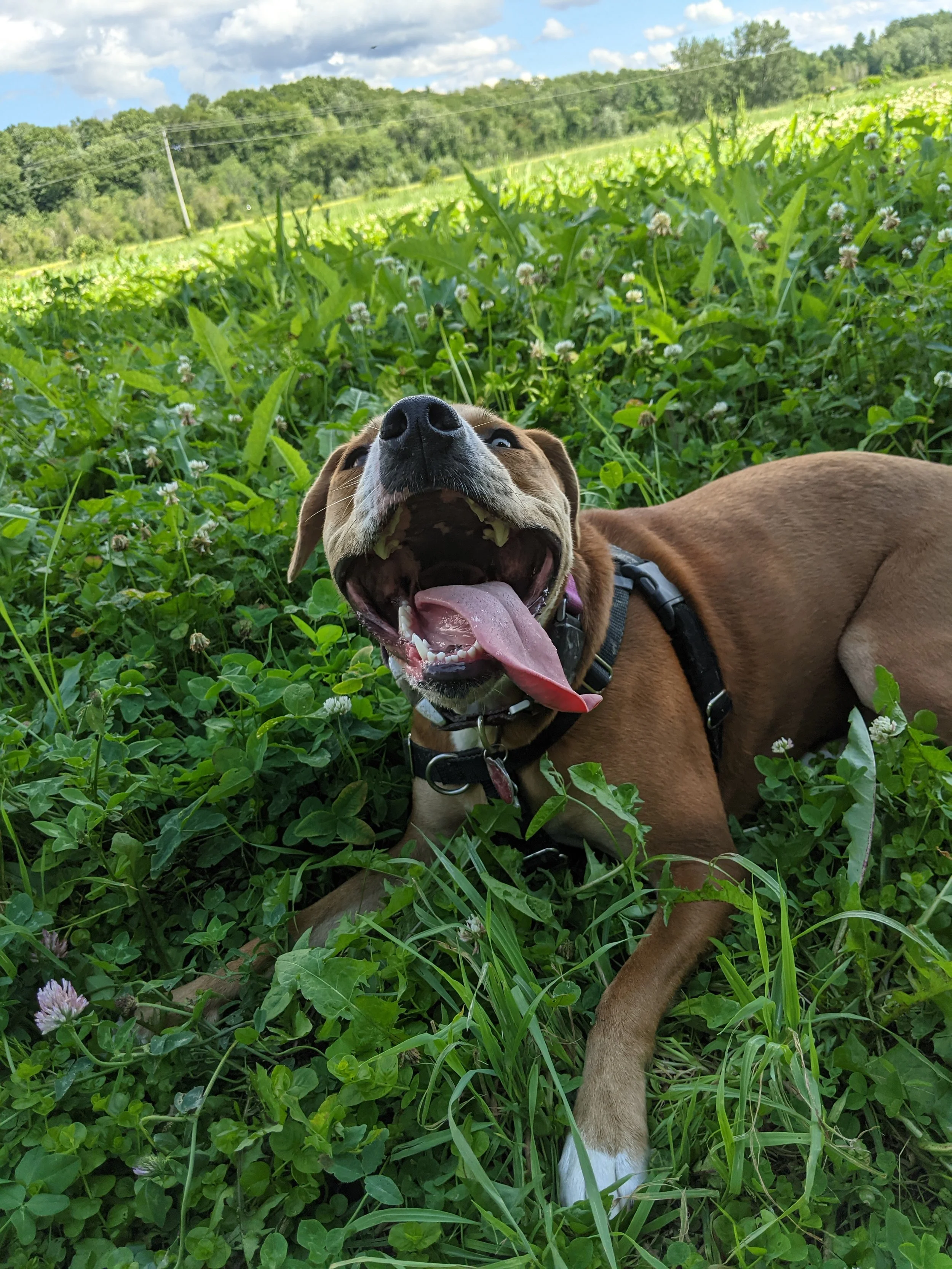 A happy brown dog lying in green grass and clover with white flowers, outdoors on a sunny day.